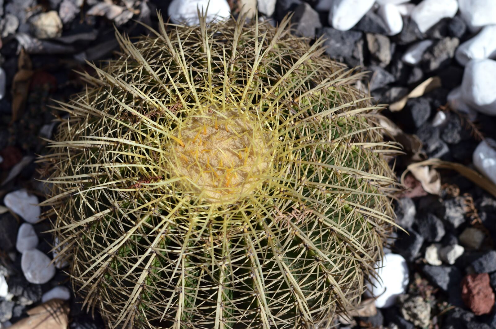 Nikon D3200 sample photo. Park, plant, green photography