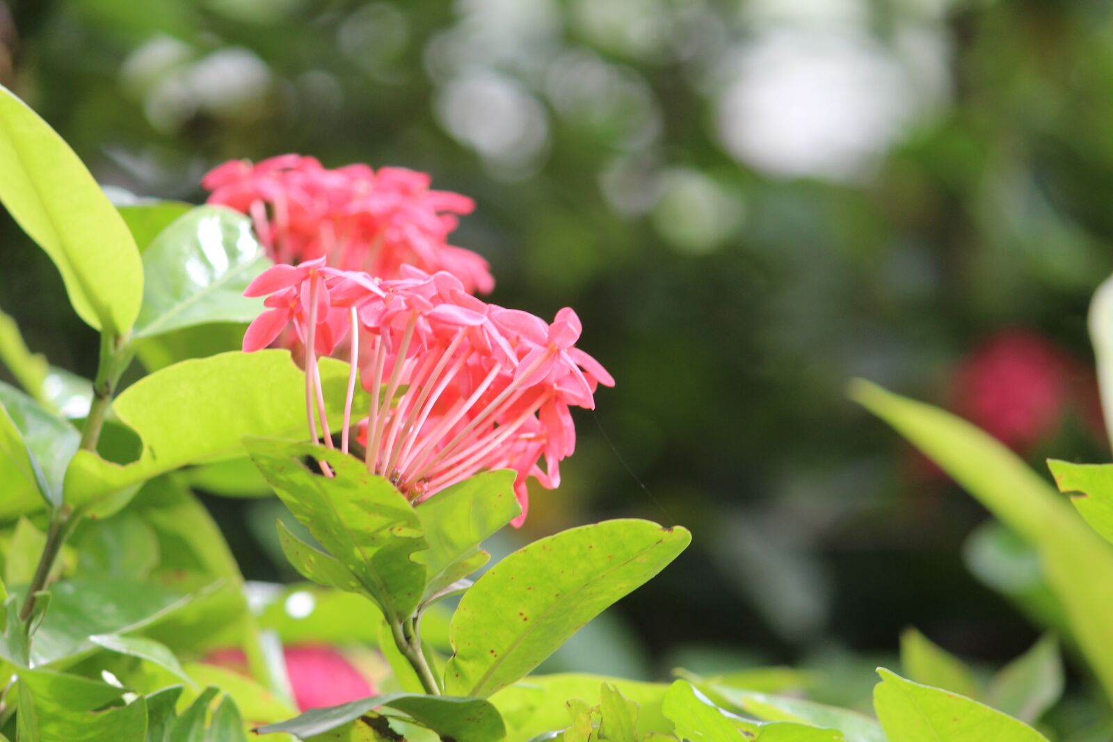 Canon EOS 1300D (EOS Rebel T6 / EOS Kiss X80) sample photo. Nature, green, pink photography