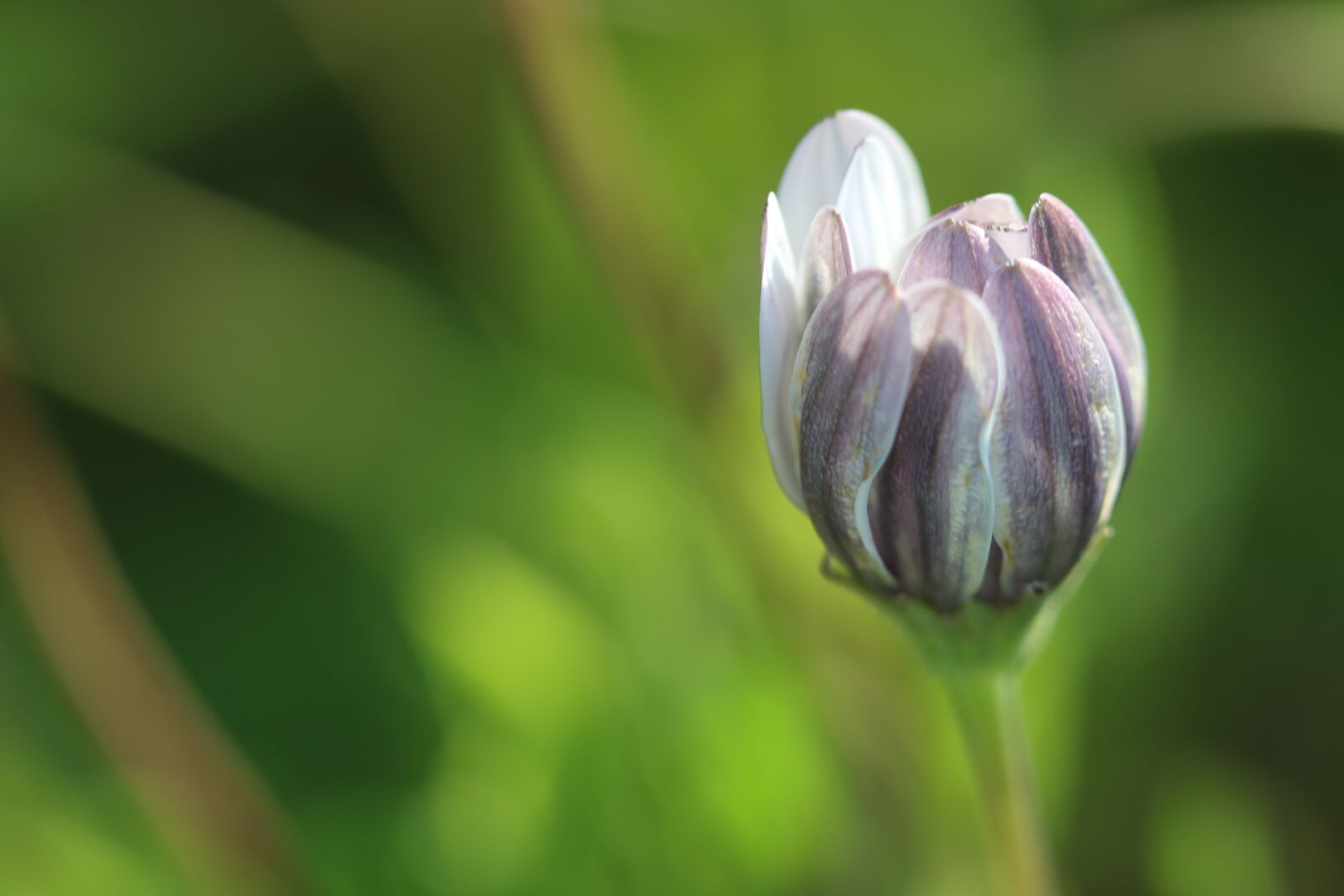Canon EOS 70D + Canon EF 100mm F2.8 Macro USM sample photo. Green, background, red photography