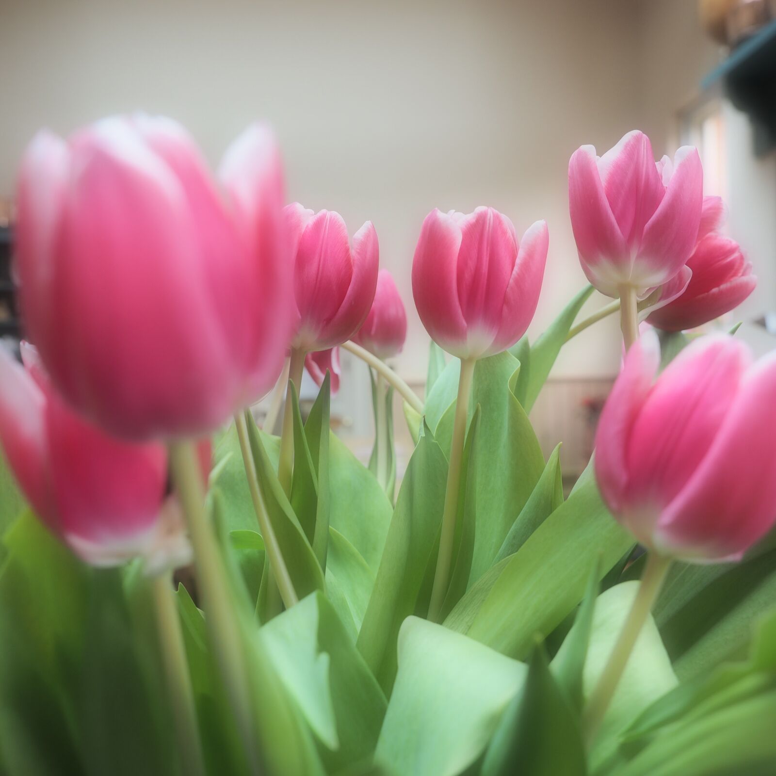 Olympus OM-D E-M1 sample photo. Square, tulips photography