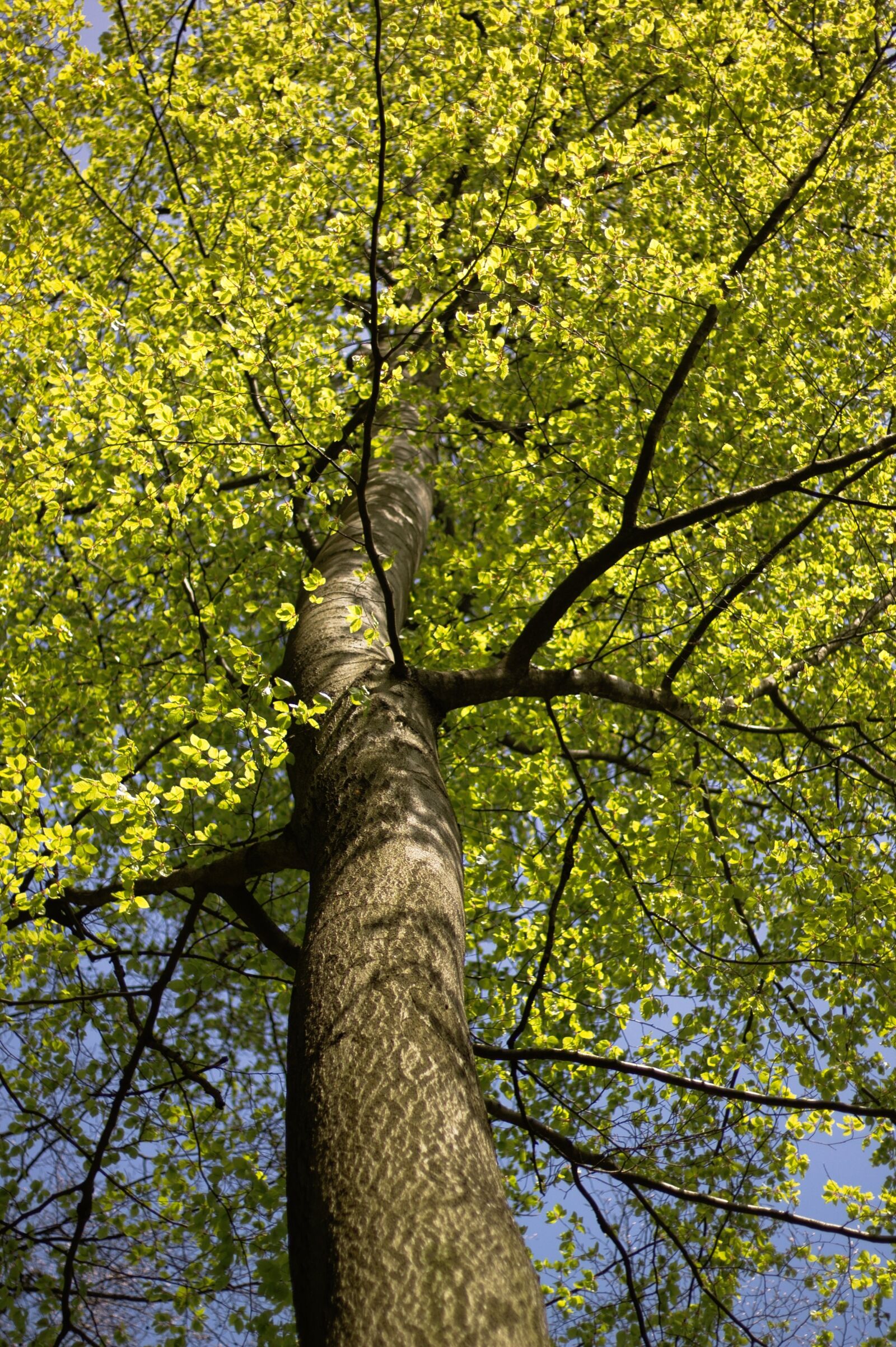 Canon EOS 1100D (EOS Rebel T3 / EOS Kiss X50) + Canon EF 50mm F1.8 STM sample photo. Trees, forest, wood photography