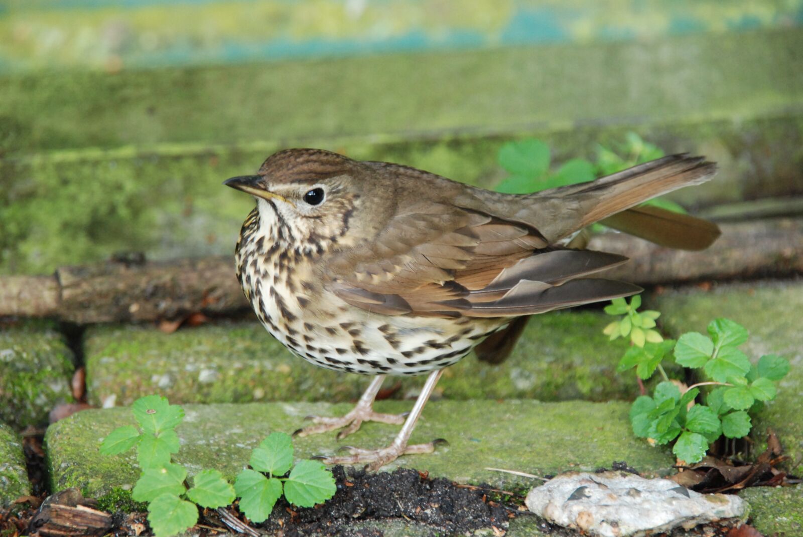 Nikon D80 sample photo. Nature, bird, thrush photography
