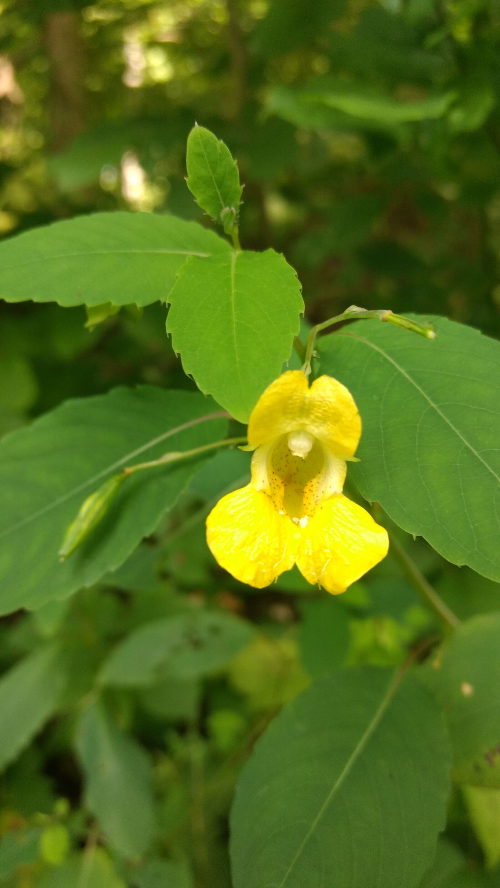 Motorola Moto G (4) sample photo