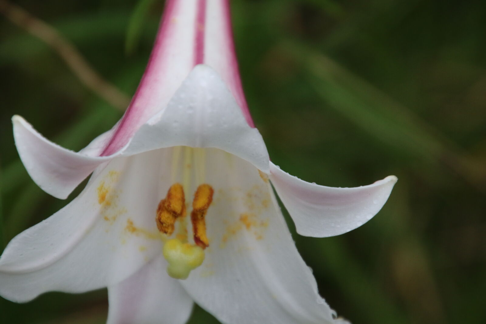 Canon EOS 7D Mark II sample photo. Field, flower, mothernature, nature photography