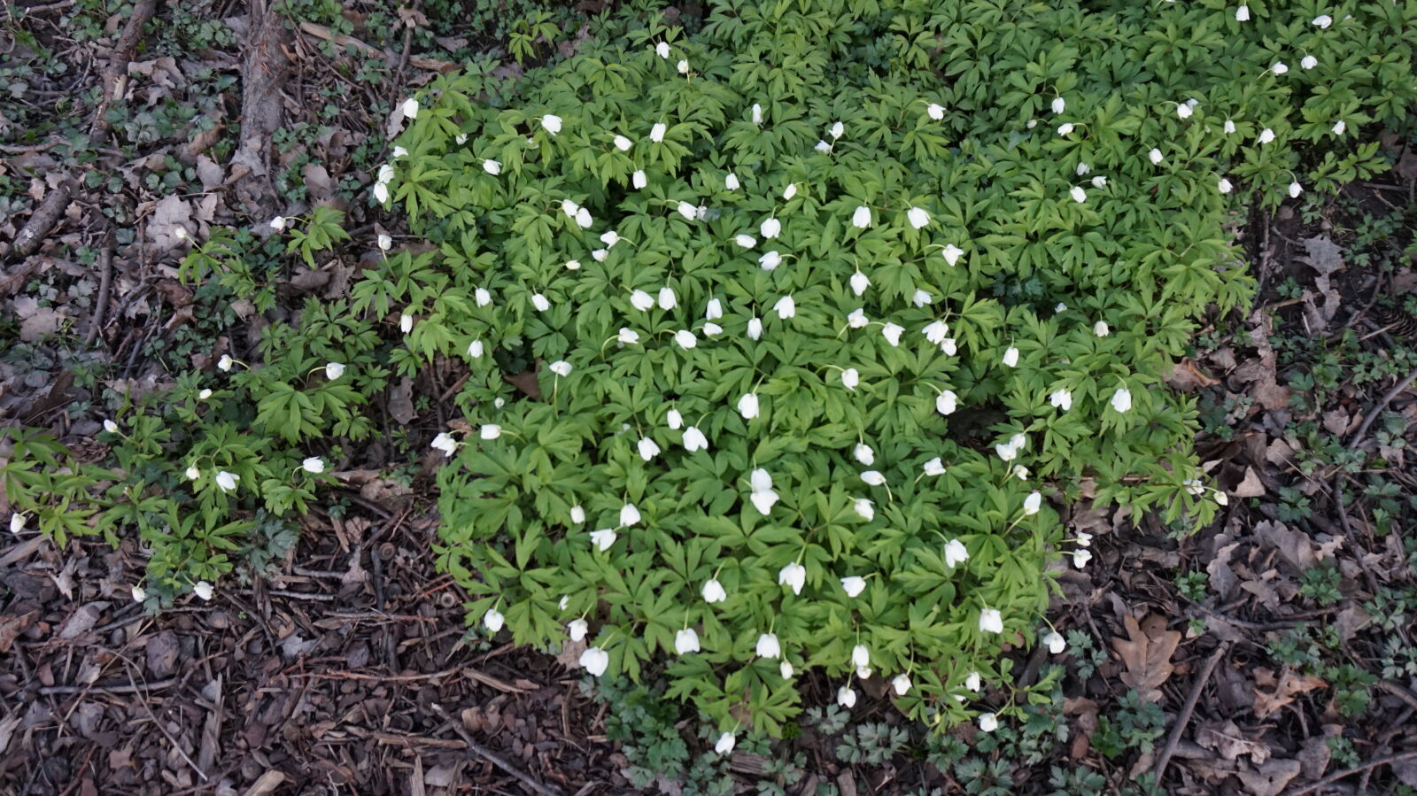 Sony E 16-50mm F3.5-5.6 PZ OSS sample photo. Bush, flowers, garden, leaves photography