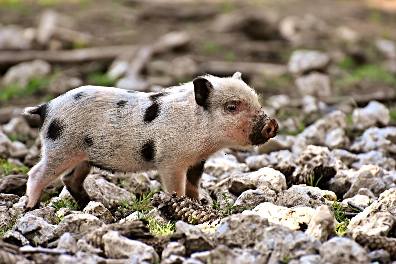 Nikon D7200 sample photo. Piglet, small pigs, mini photography