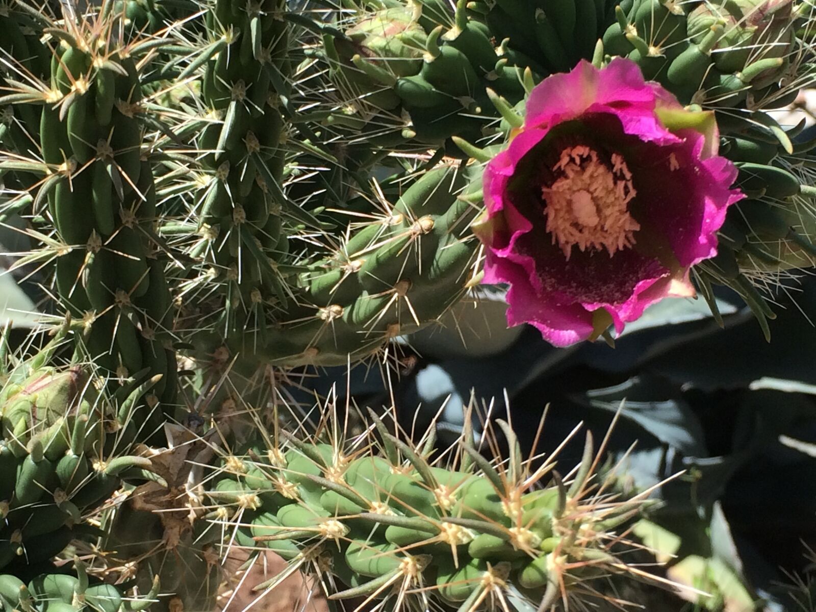 Apple iPhone 5s sample photo. Cholla, flower, nature photography