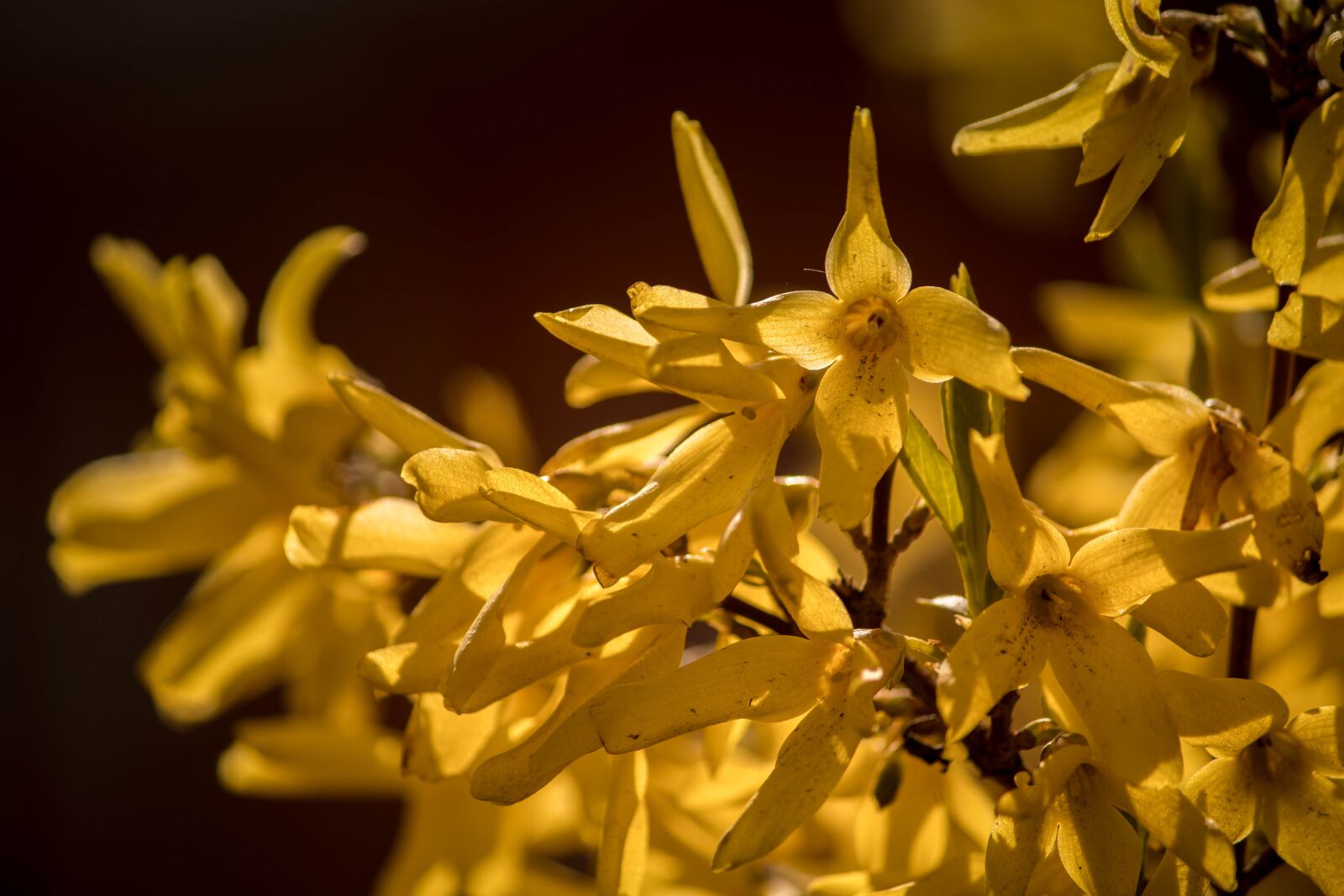 Canon EOS 200D (EOS Rebel SL2 / EOS Kiss X9) sample photo. Forsythia, flowers, bloom photography