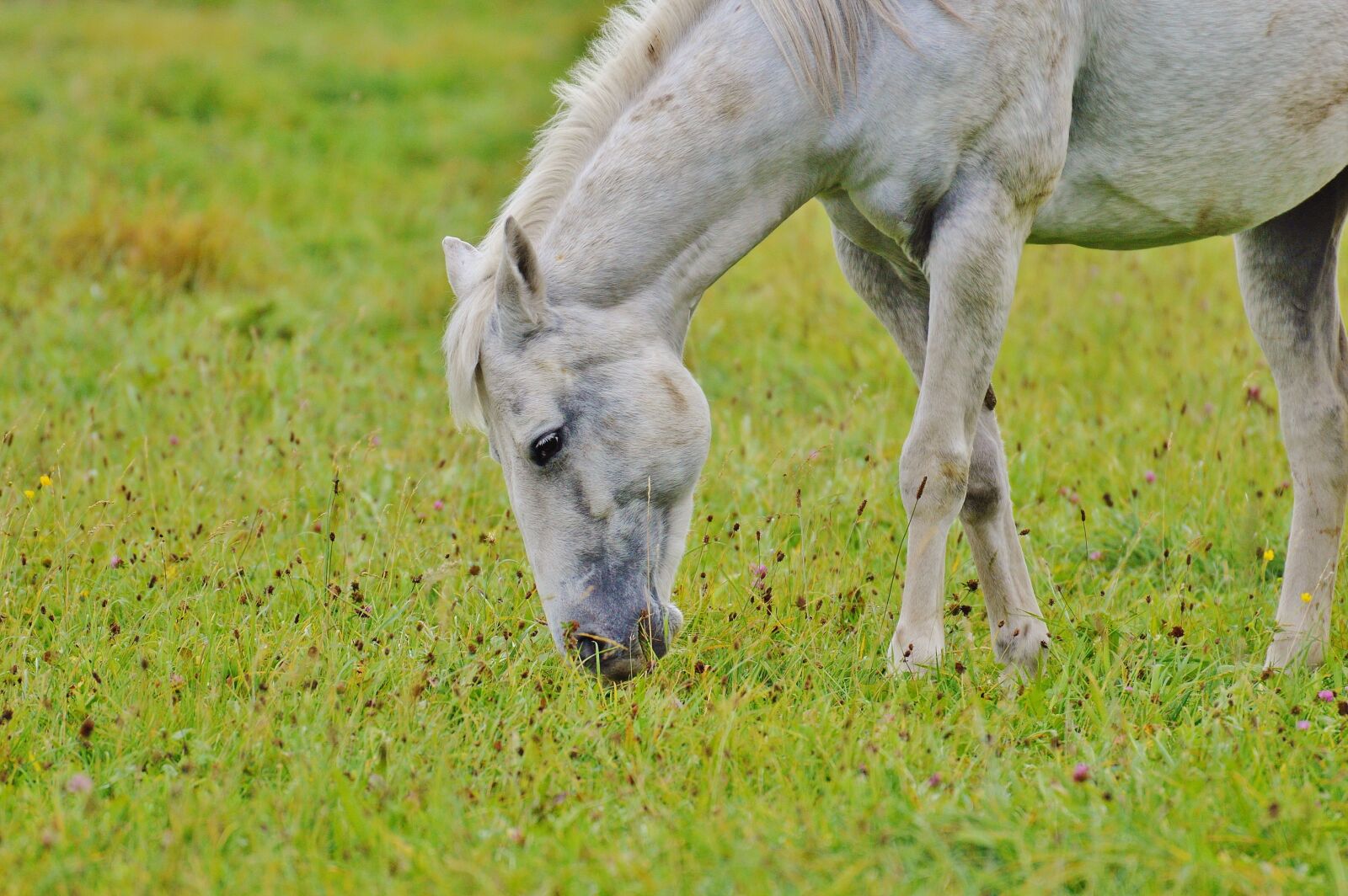 Nikon D3200 sample photo. Horse, mold, animal photography