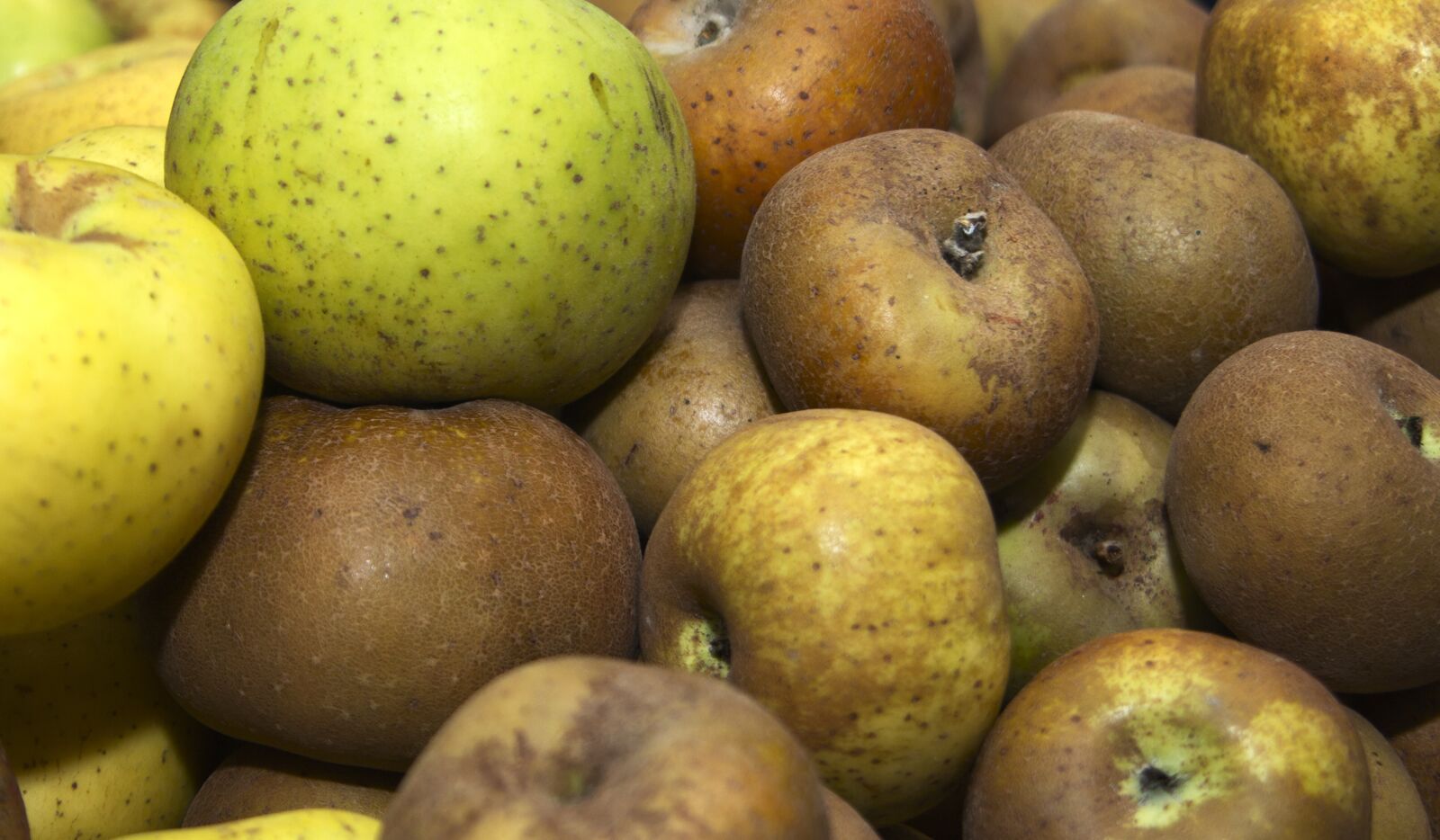 Canon EOS 600D (Rebel EOS T3i / EOS Kiss X5) sample photo. Apples, fruit, eco photography