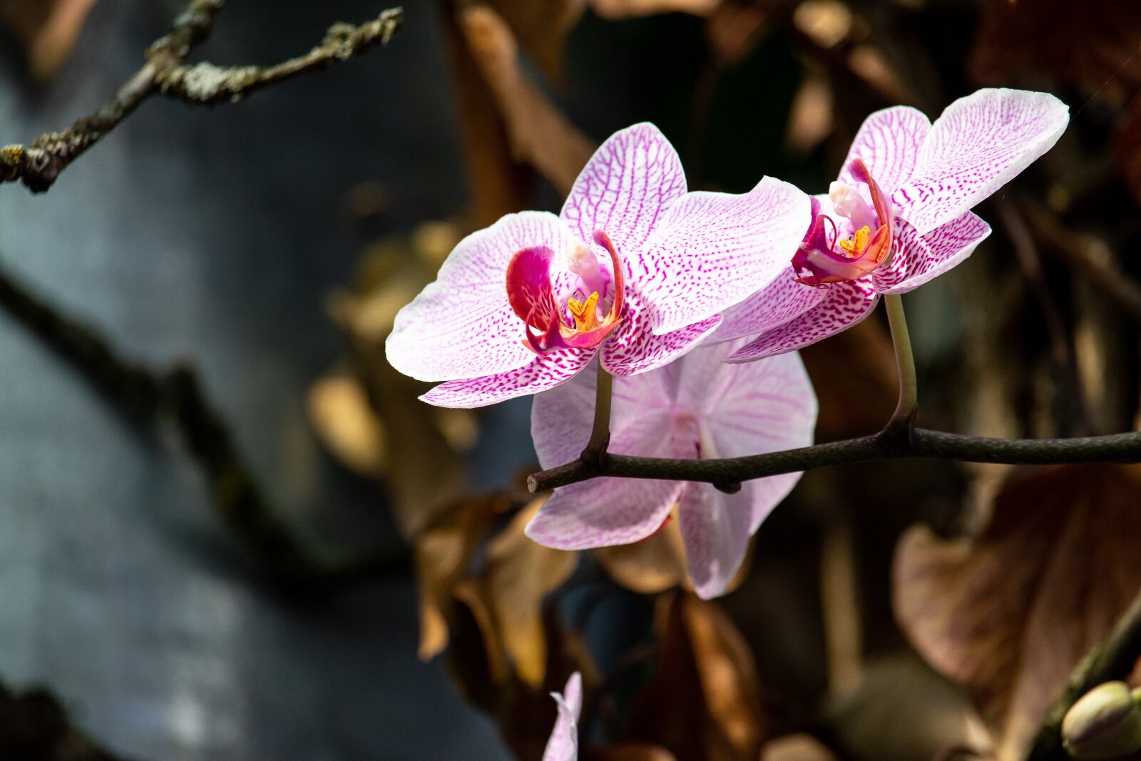 Canon EF-S 55-250mm F4-5.6 IS STM sample photo. Orchid, flower, plant photography