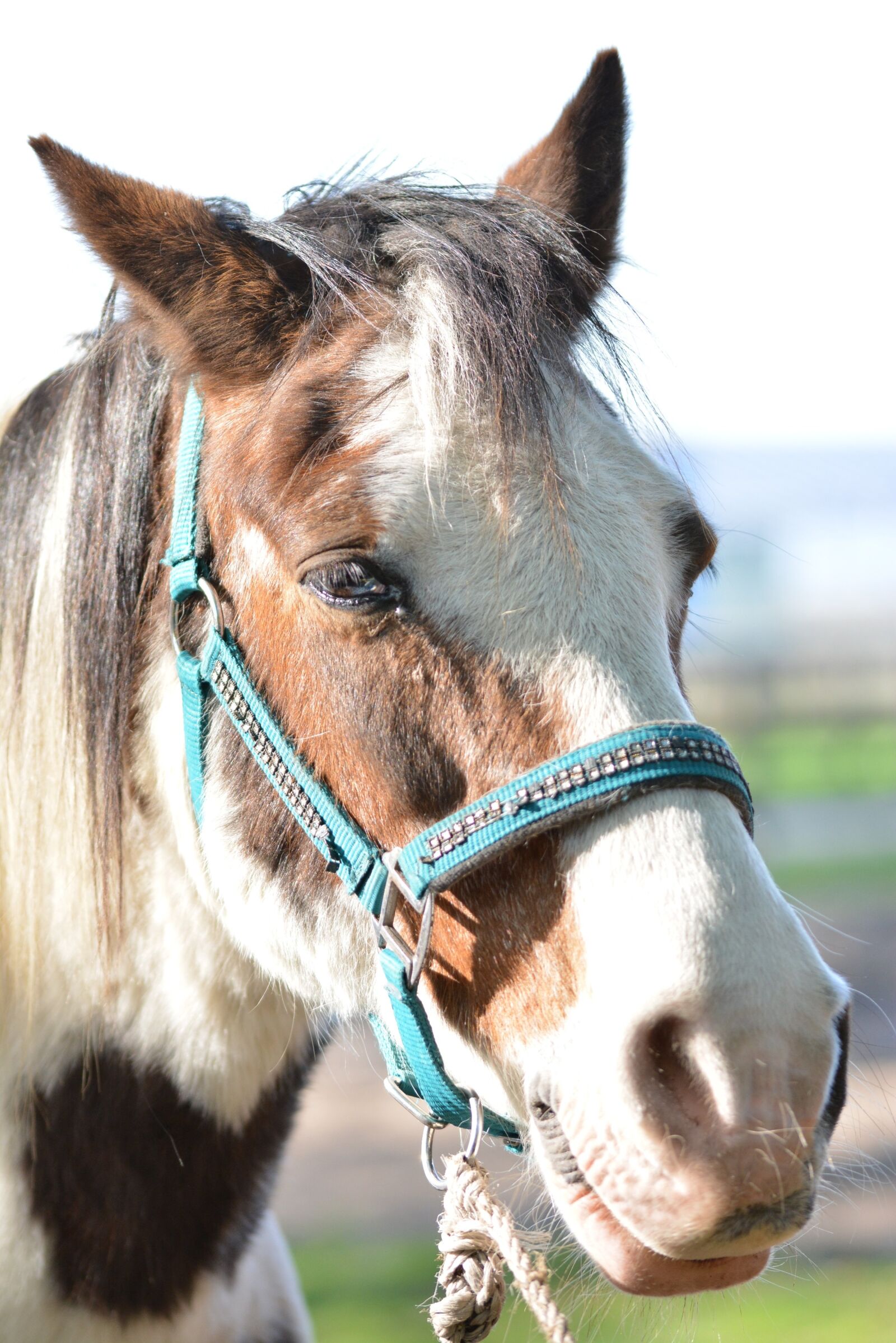 Nikon D5200 sample photo. Horse, animal, horse head photography