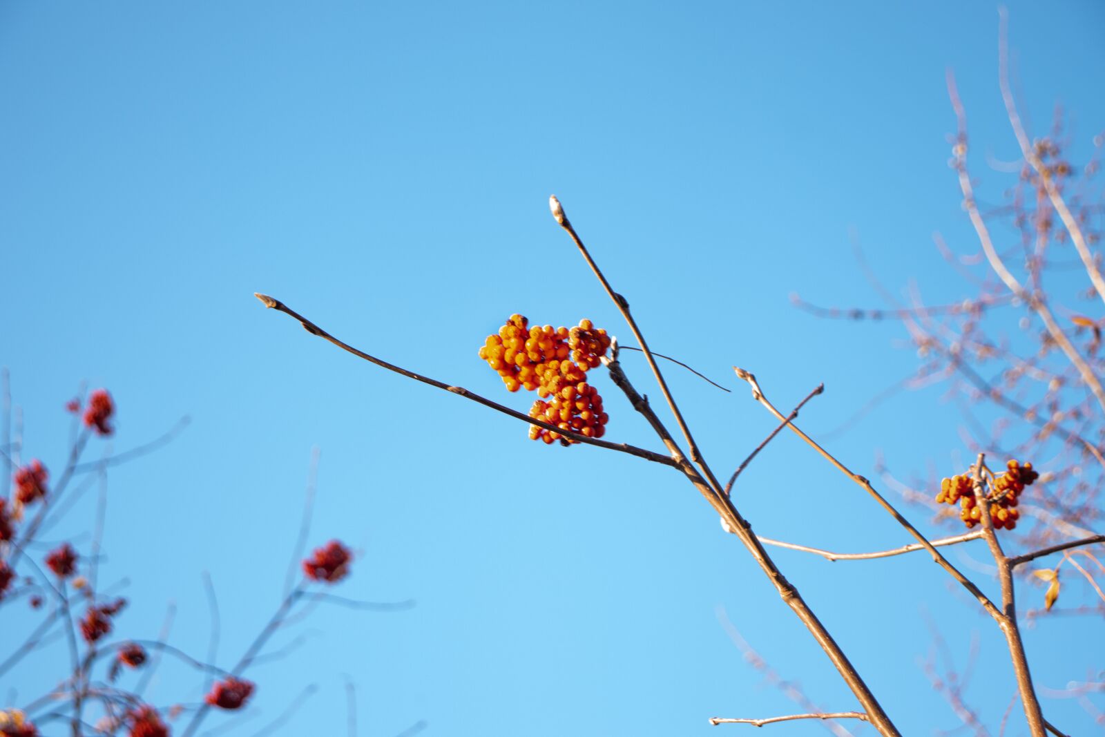 Canon EOS 200D (EOS Rebel SL2 / EOS Kiss X9) sample photo. Sky, berries, red photography