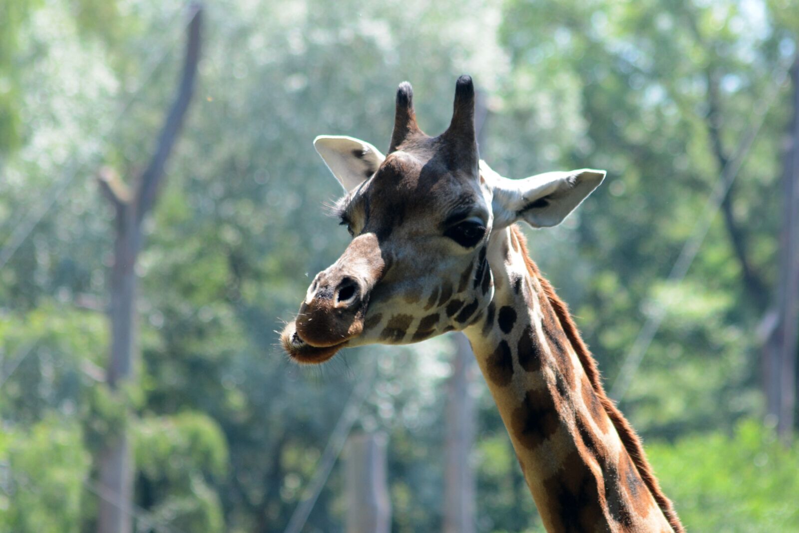 Nikon D7100 sample photo. Giraffe, zoo, animal photography
