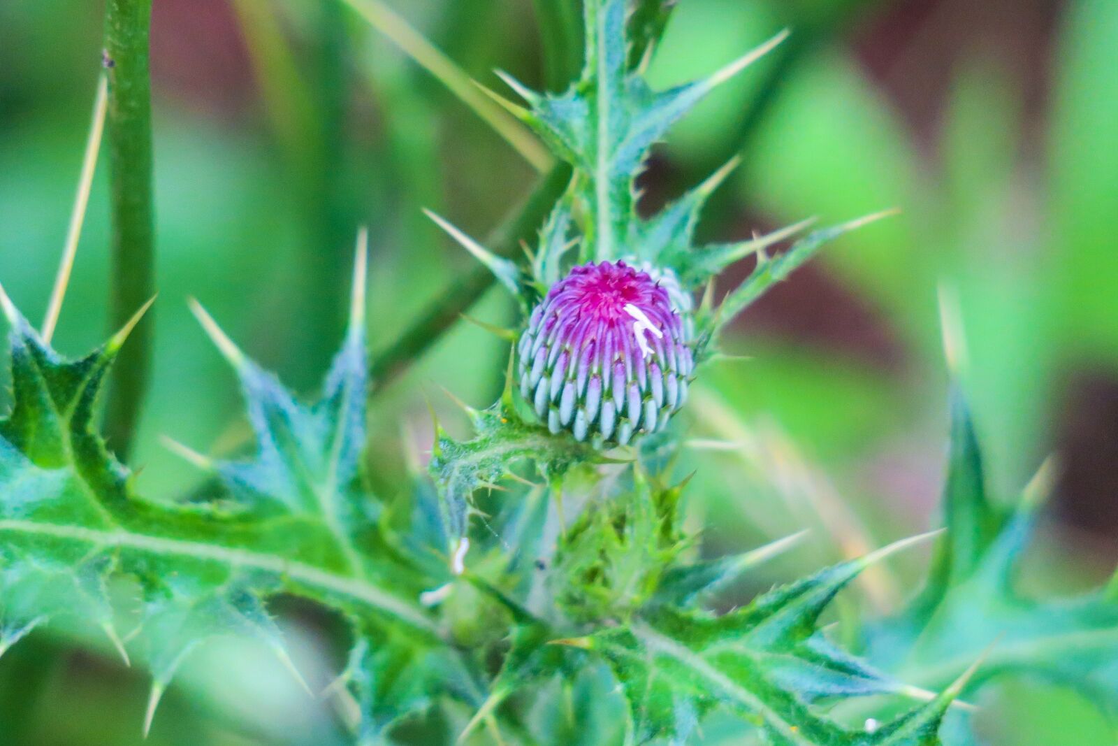 Canon PowerShot G3 X sample photo. Mountain thistle, xie, plant photography