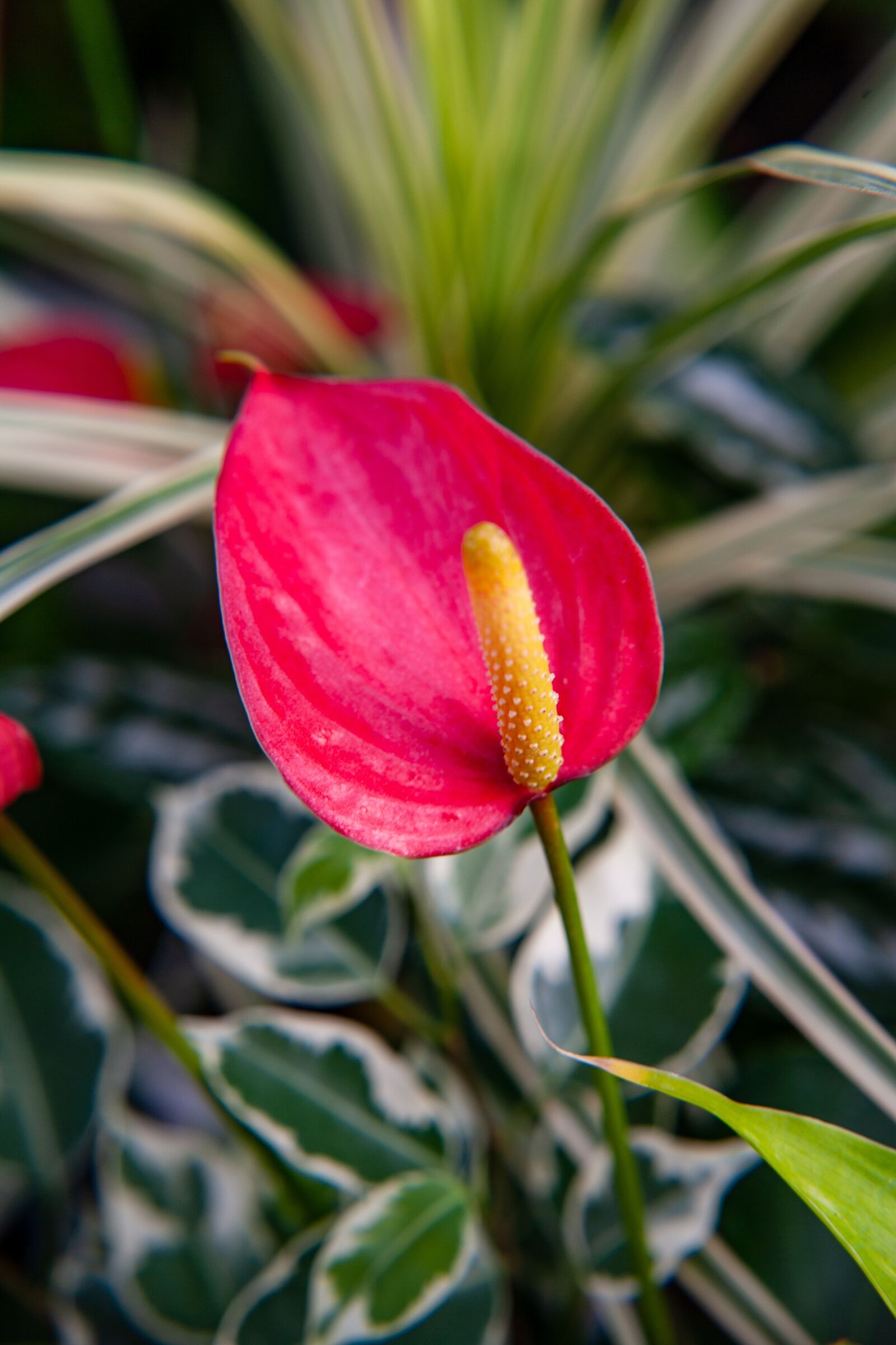 Canon EOS-1Ds Mark II sample photo. Anthurium, flowers, plant photography