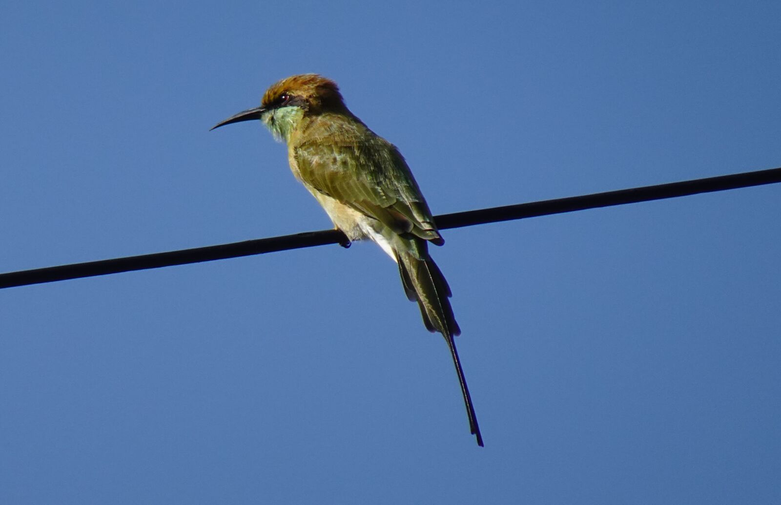 Sony DSC-WX800 sample photo. Green bee eater, bird photography