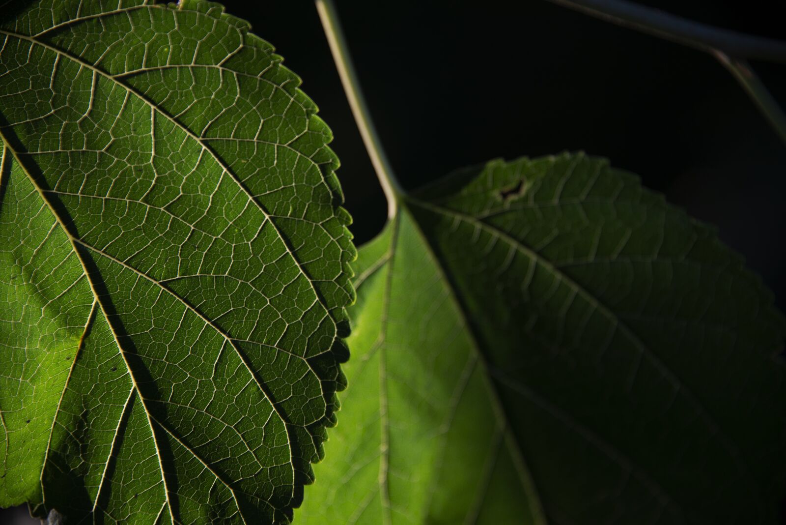 Nikon D600 sample photo. Foglia, nature, ombra photography