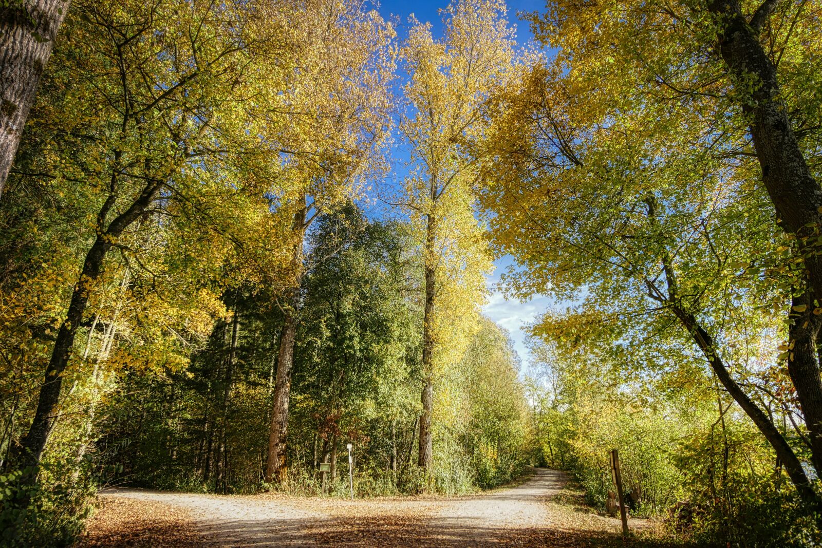 Panasonic Lumix DMC-GX8 sample photo. Forest, autumn, nature photography
