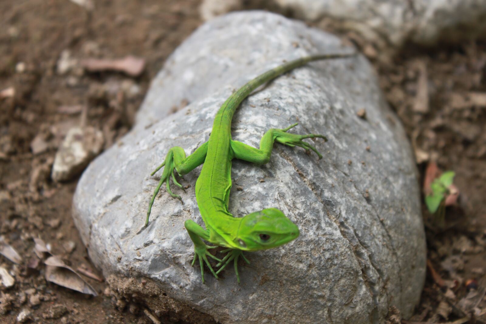 Canon EOS 500D (EOS Rebel T1i / EOS Kiss X3) sample photo. Lizard, iguana, green photography