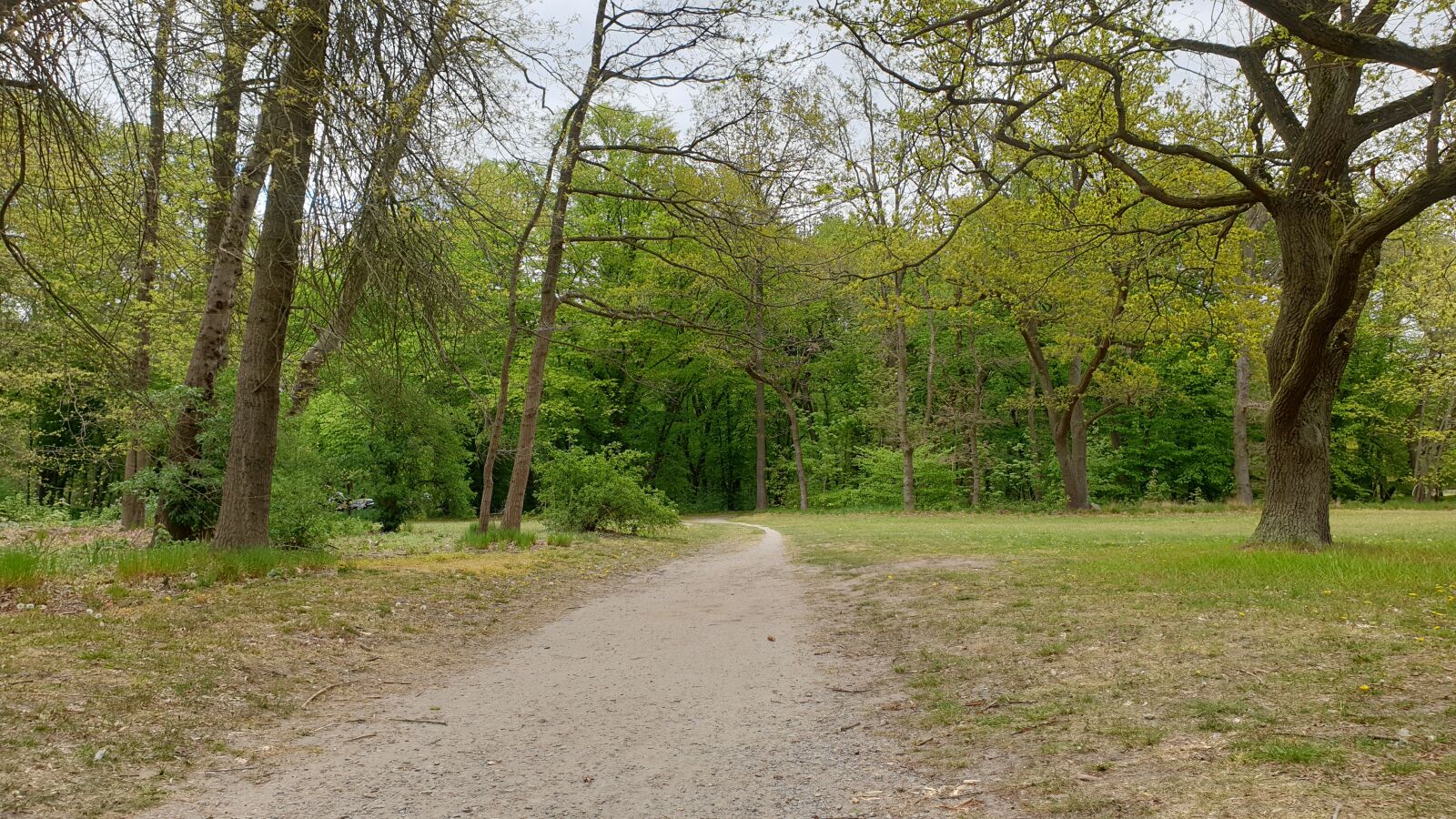 Samsung Galaxy Note9 sample photo. Road, spring, trees photography