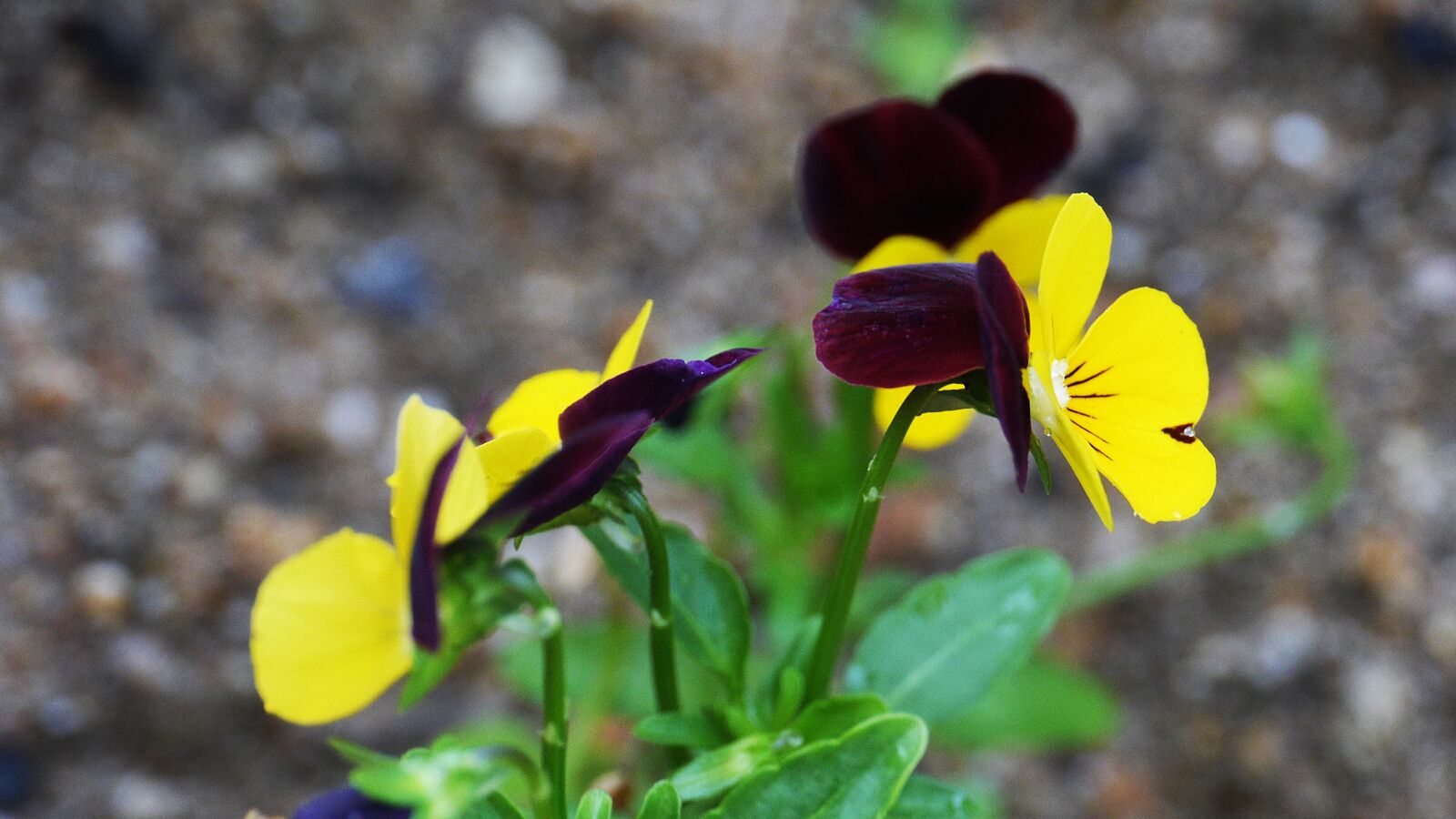 Panasonic Lumix DMC-GH3 sample photo. Flowers, yellow, nature photography