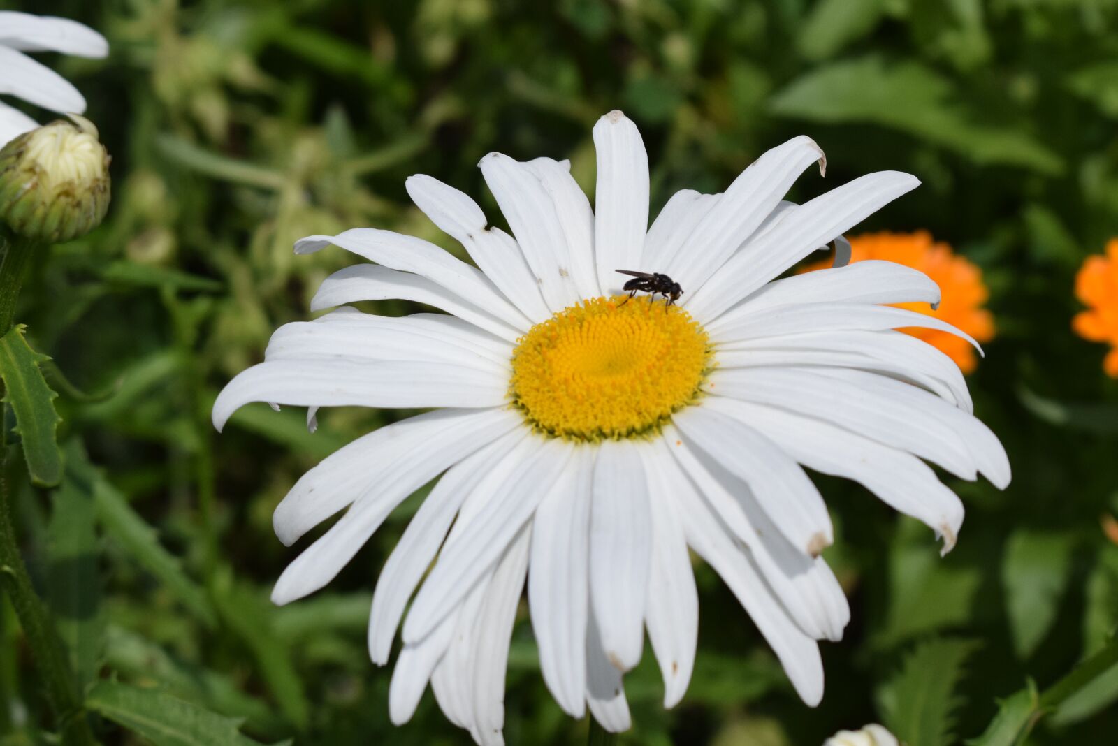Nikon D3300 sample photo. Chamomile, flower, summer photography