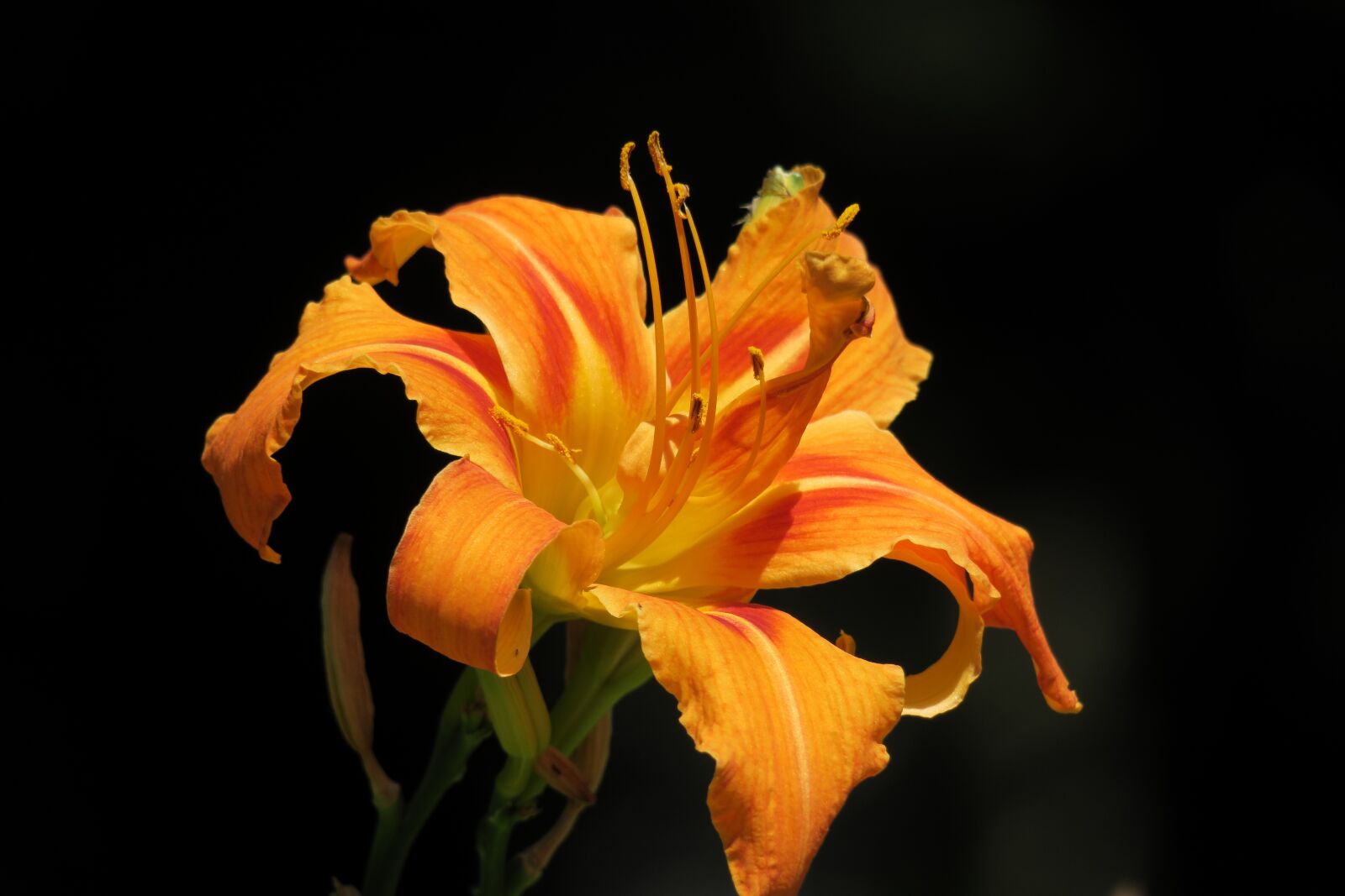 Canon PowerShot G3 X sample photo. Daylily, blossom, bloom photography