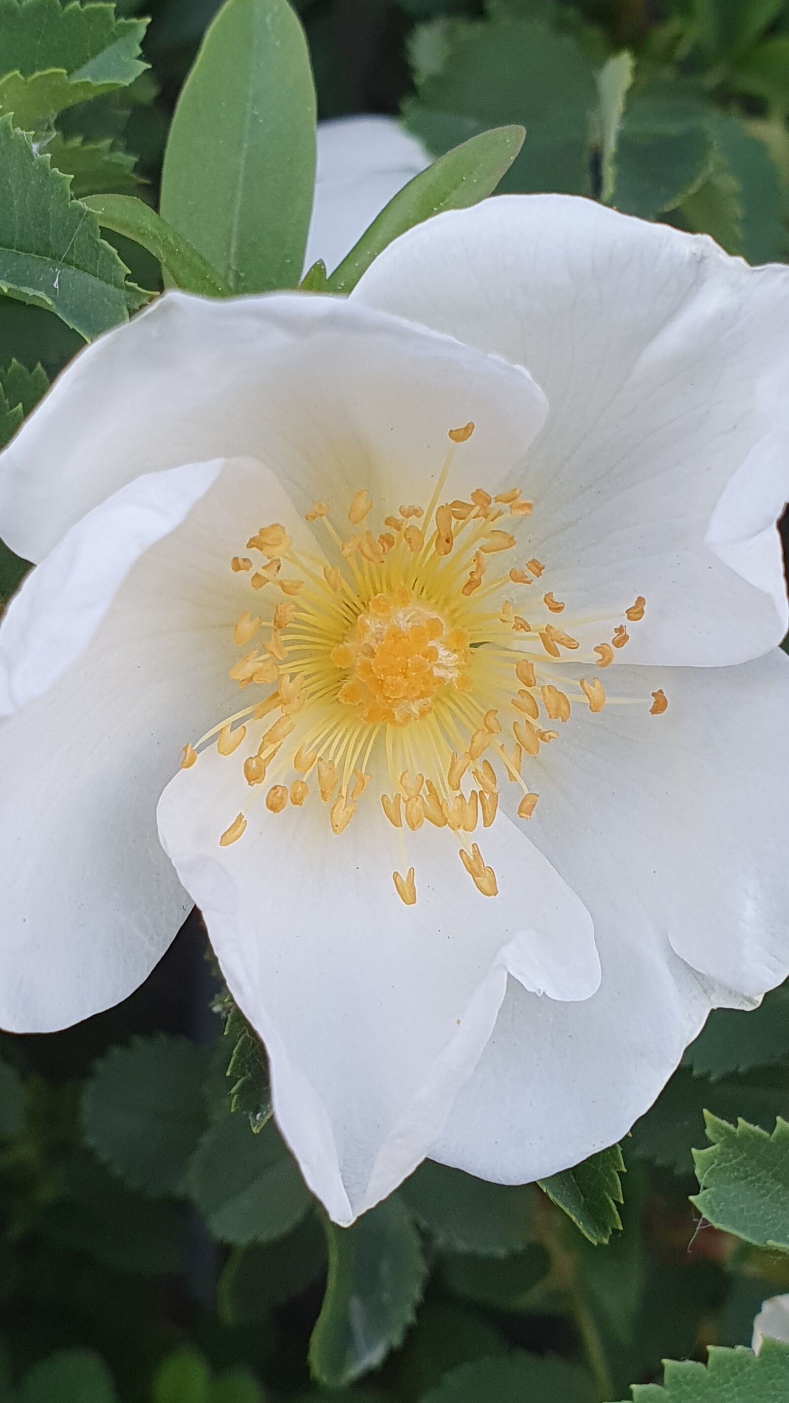 Samsung Galaxy S10+ sample photo. Rose, white, fragrance photography