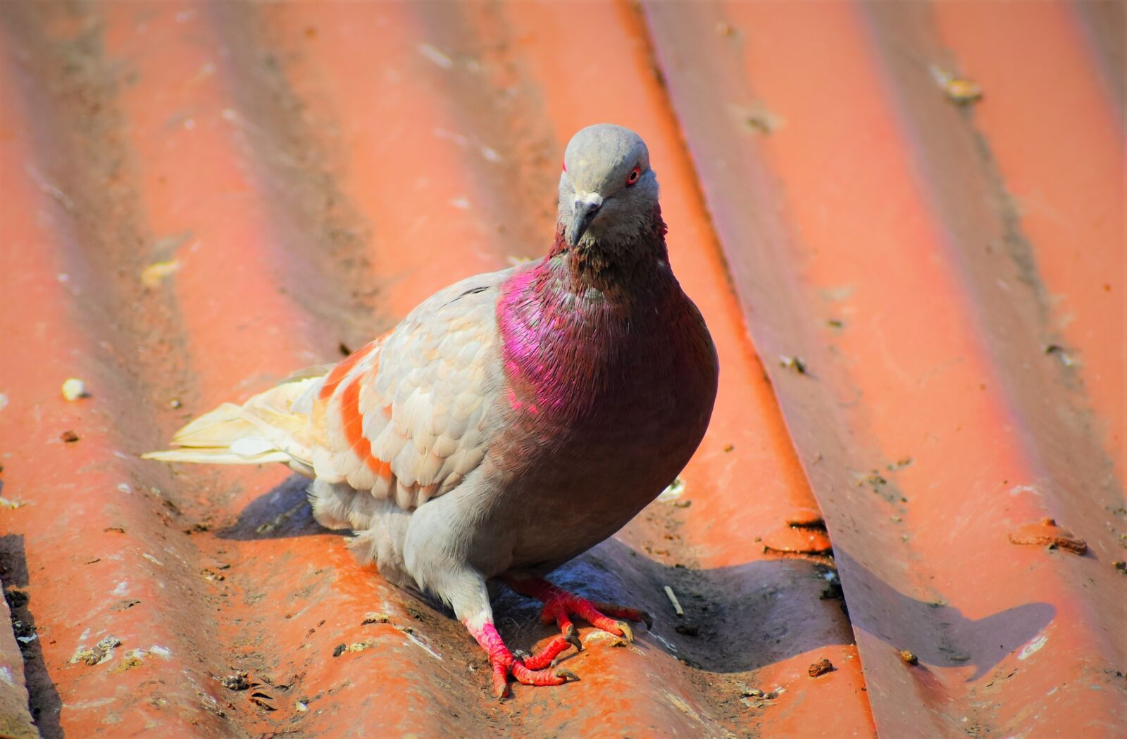 Nikon D5600 sample photo. Bird, nature, animal photography