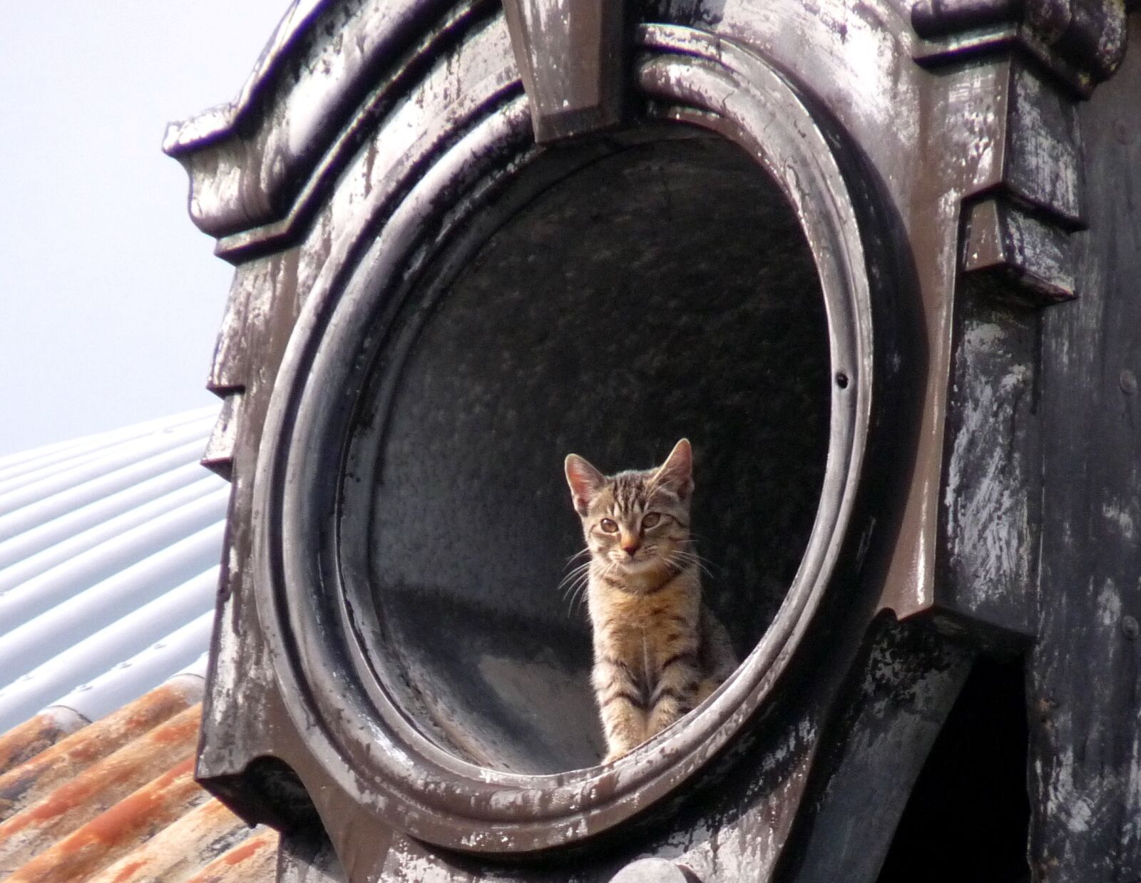 Panasonic Lumix DMC-FZ28 sample photo. Cat, roof, house photography