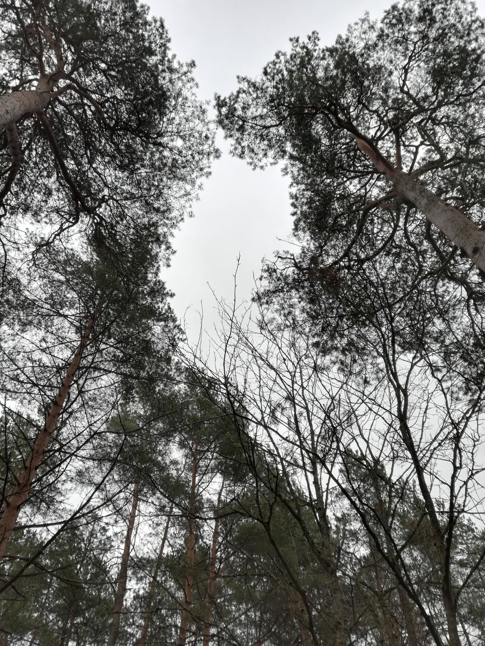 HUAWEI P10 lite sample photo. Forest, pine, coniferous photography