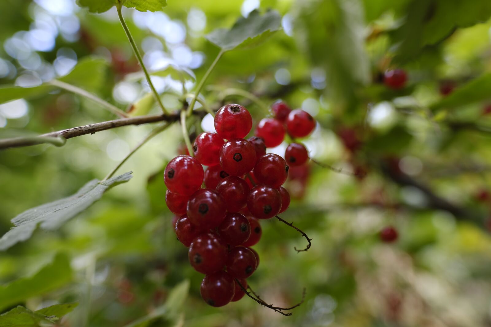 Fujifilm X-T2 sample photo. Currants, fruit, fruits photography