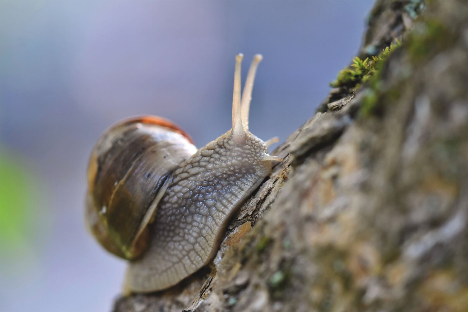 Nikon D7200 sample photo. Snail, shell, mollusk photography