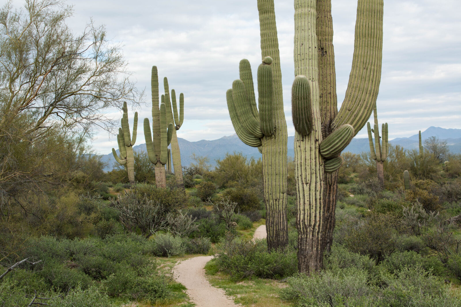 Canon EOS 450D (EOS Rebel XSi / EOS Kiss X2) sample photo. Cactus, desert, path, saguaro photography
