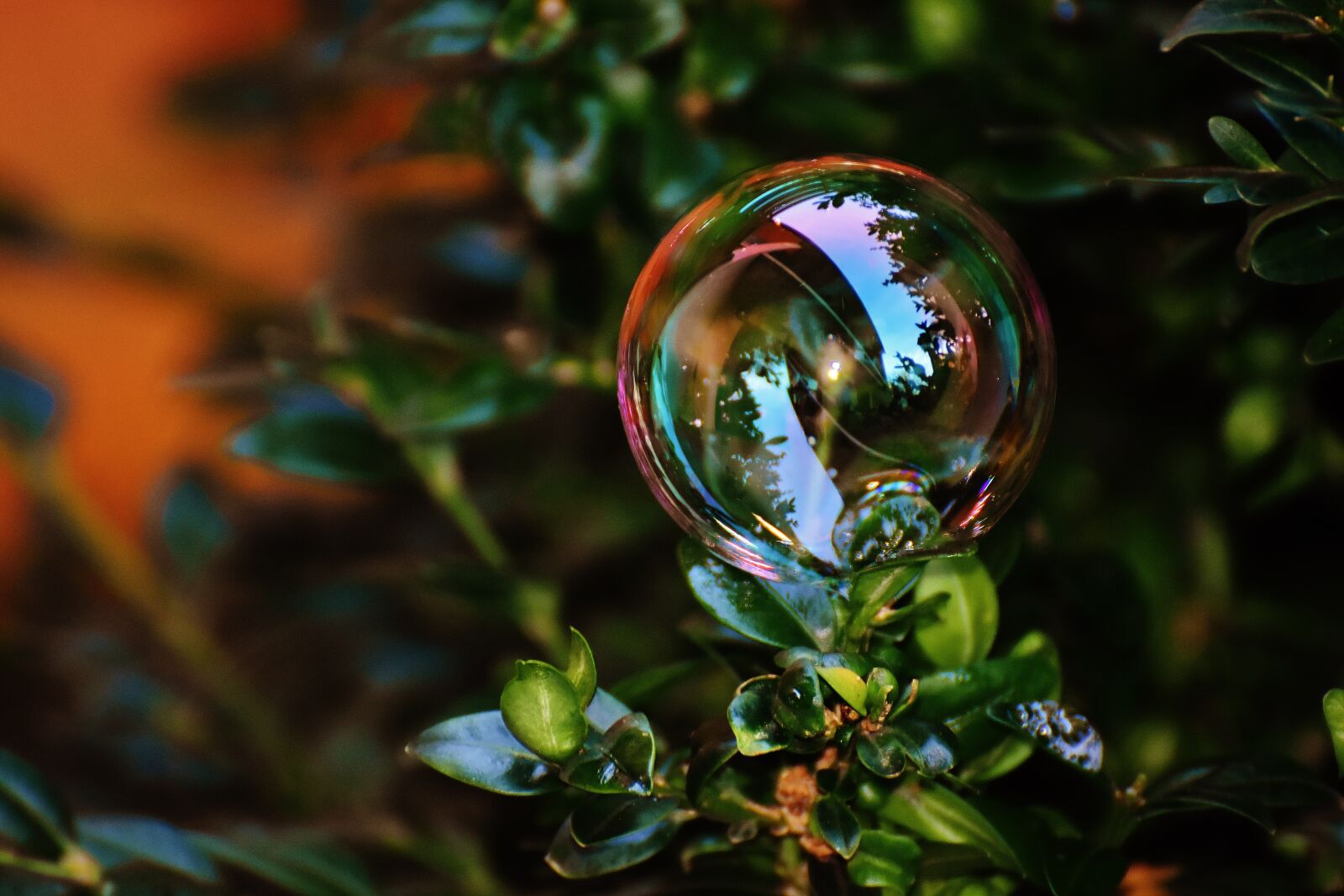 Nikon D7200 sample photo. Soap bubble, colorful, buxbaum photography