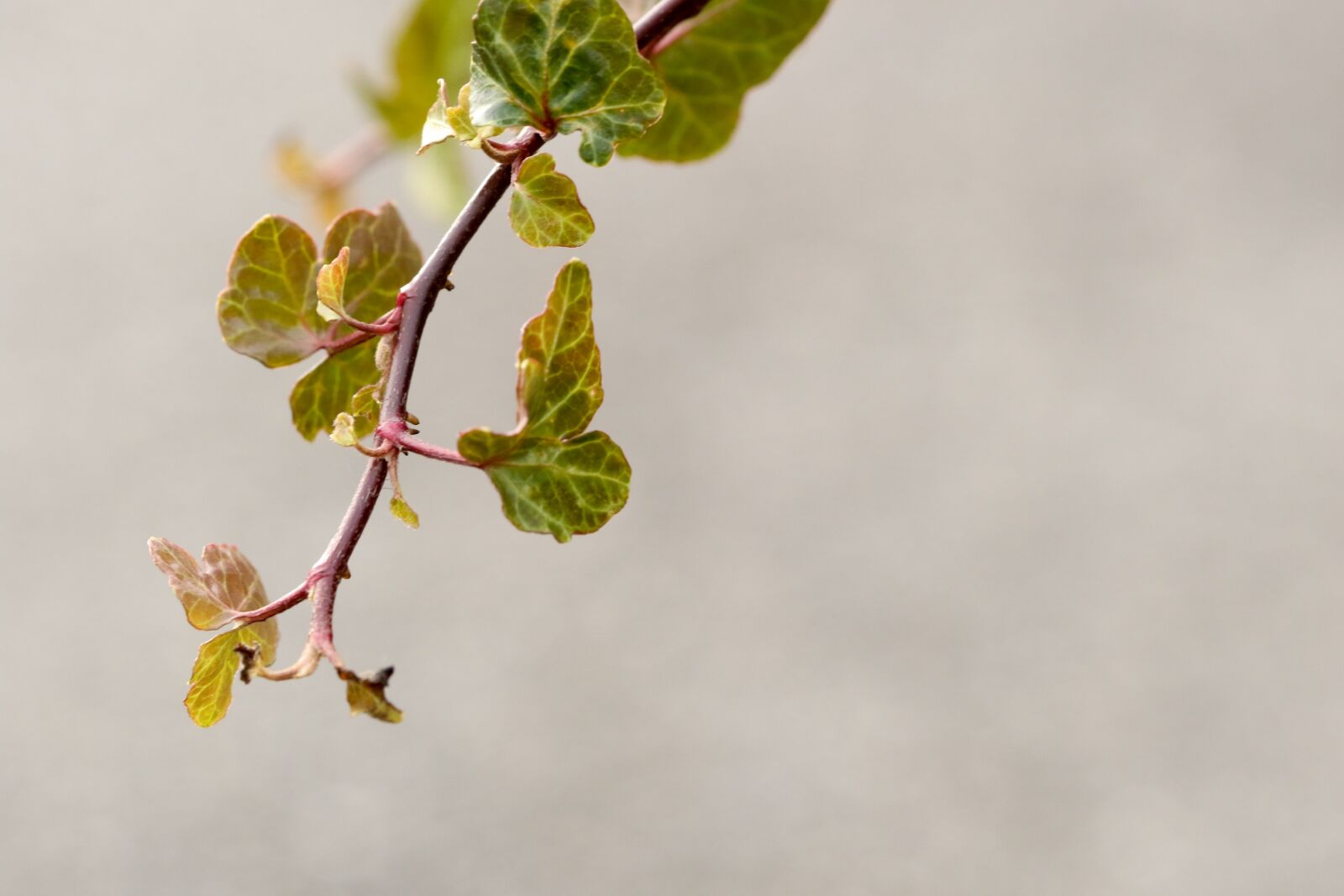 Canon EOS 7D Mark II sample photo. Branch, nature, plant photography
