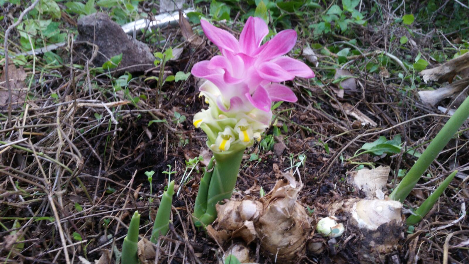 Samsung Galaxy S5 sample photo. Flower, flowers, flowers thailand photography