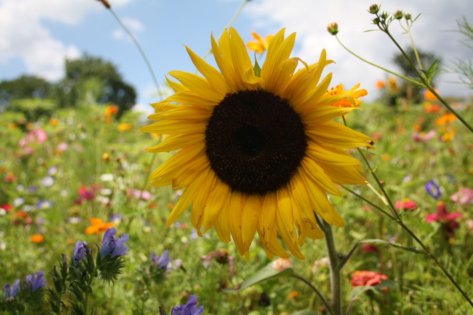 Canon EOS 1000D (EOS Digital Rebel XS / EOS Kiss F) sample photo. Sunflower, flower meadow, yellow photography