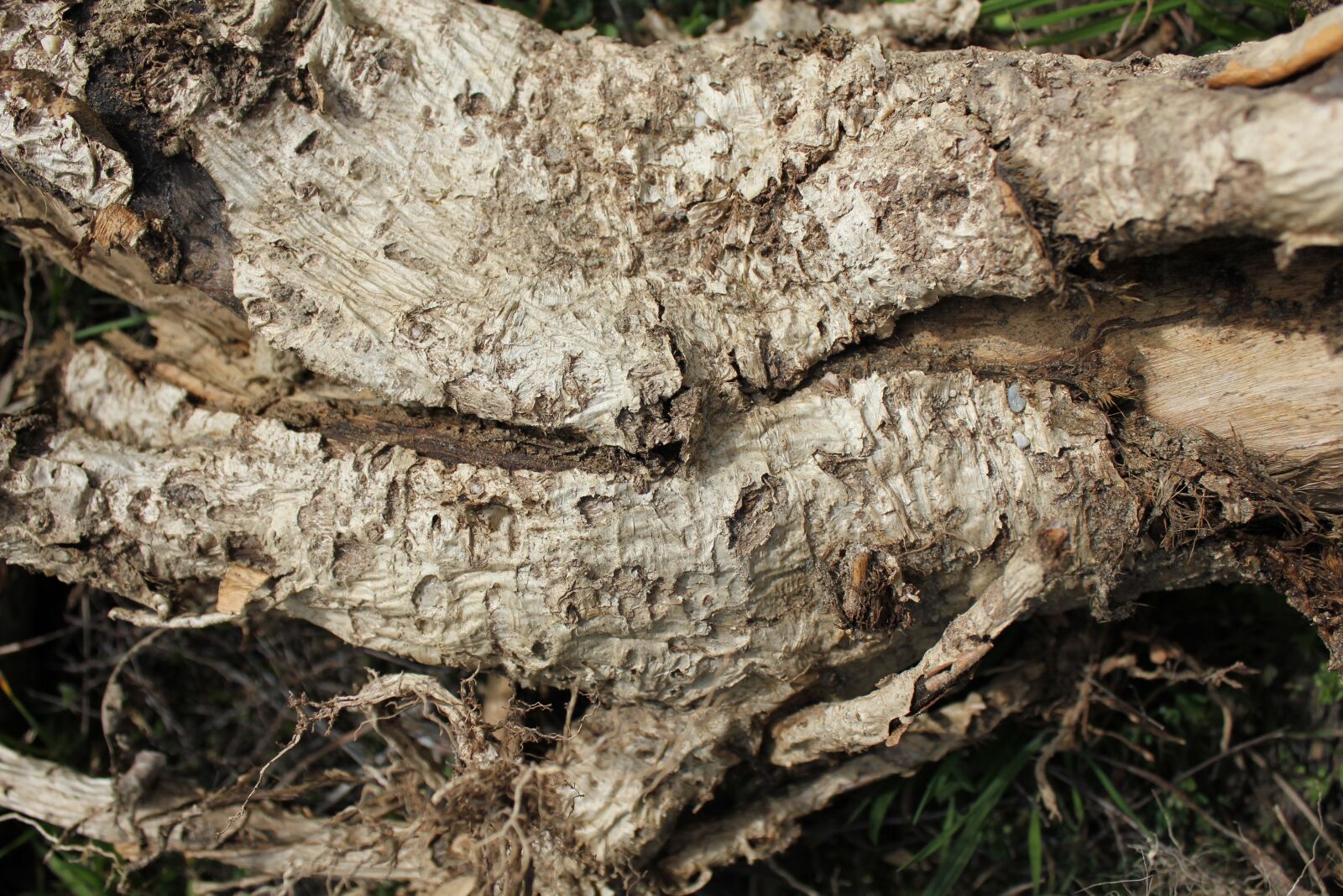 Canon EOS 550D (EOS Rebel T2i / EOS Kiss X4) sample photo. Wood, brown, nature photography