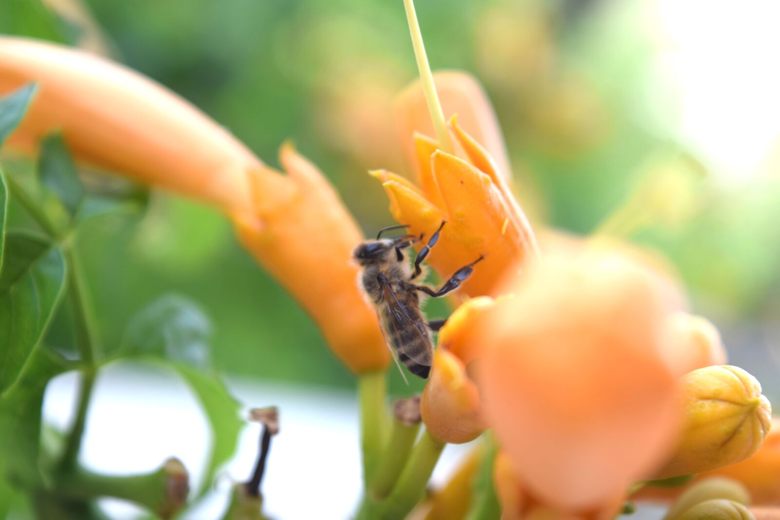 Nikon D3300 sample photo. Bee, flower, sun photography