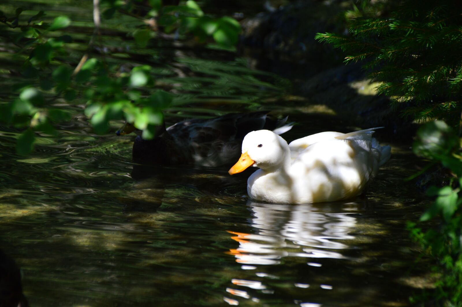 Nikon D3200 sample photo. Wild ducks, teal, dwarf photography