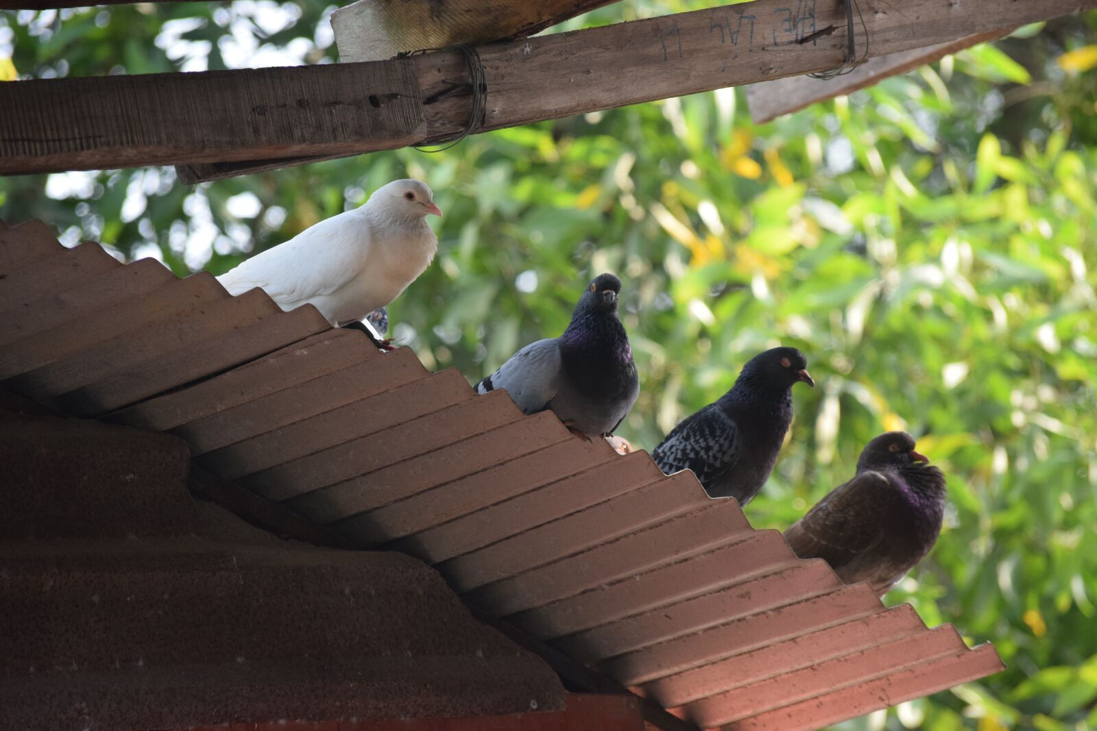 Nikon D3300 sample photo. Animal, dove, dong nai photography