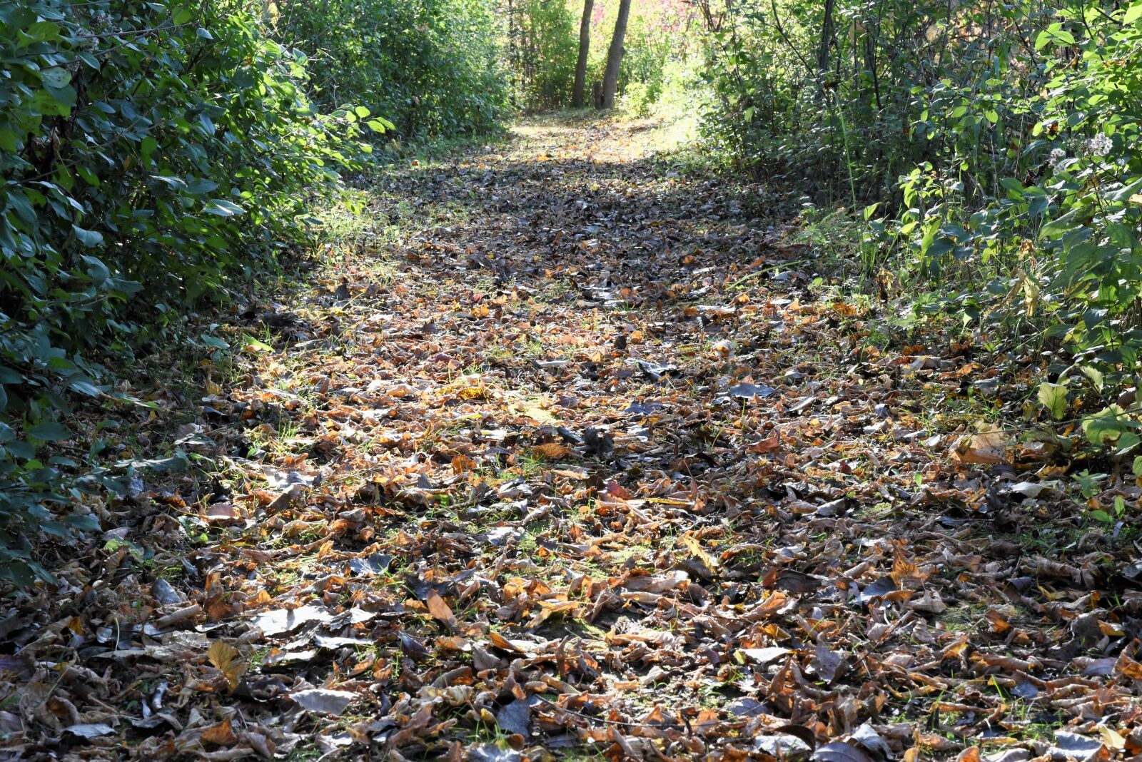Nikon D750 sample photo. Autumn, bush, fall, forest photography