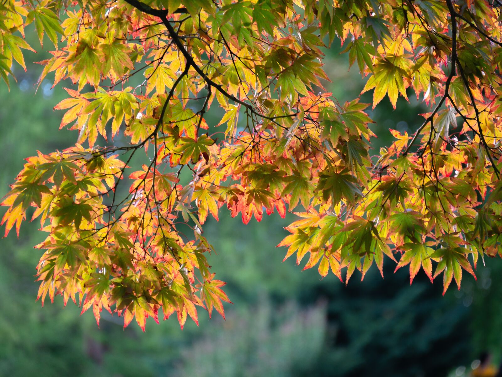 Panasonic DMC-G81 sample photo. Leaves, autumn colours, tree photography