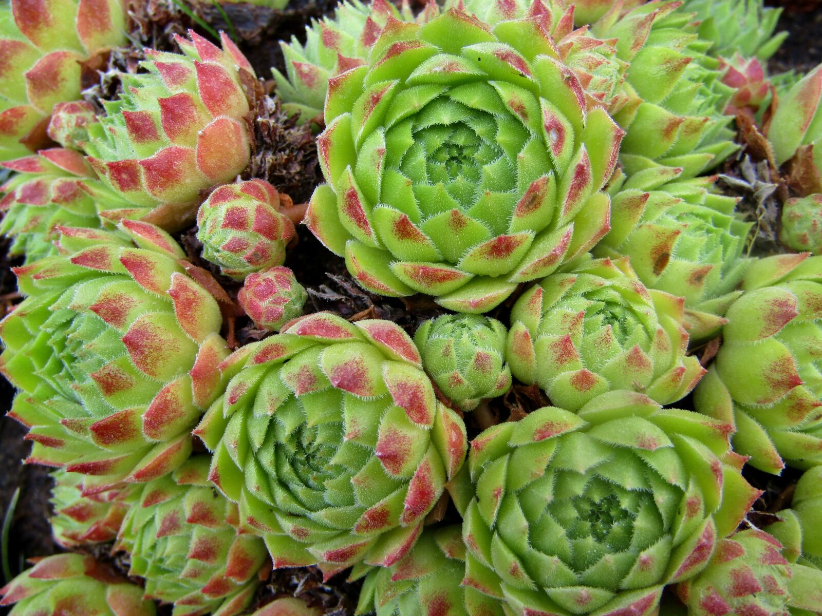 Canon POWERSHOT SX432 IS sample photo. Houseleek, green, pointy red photography