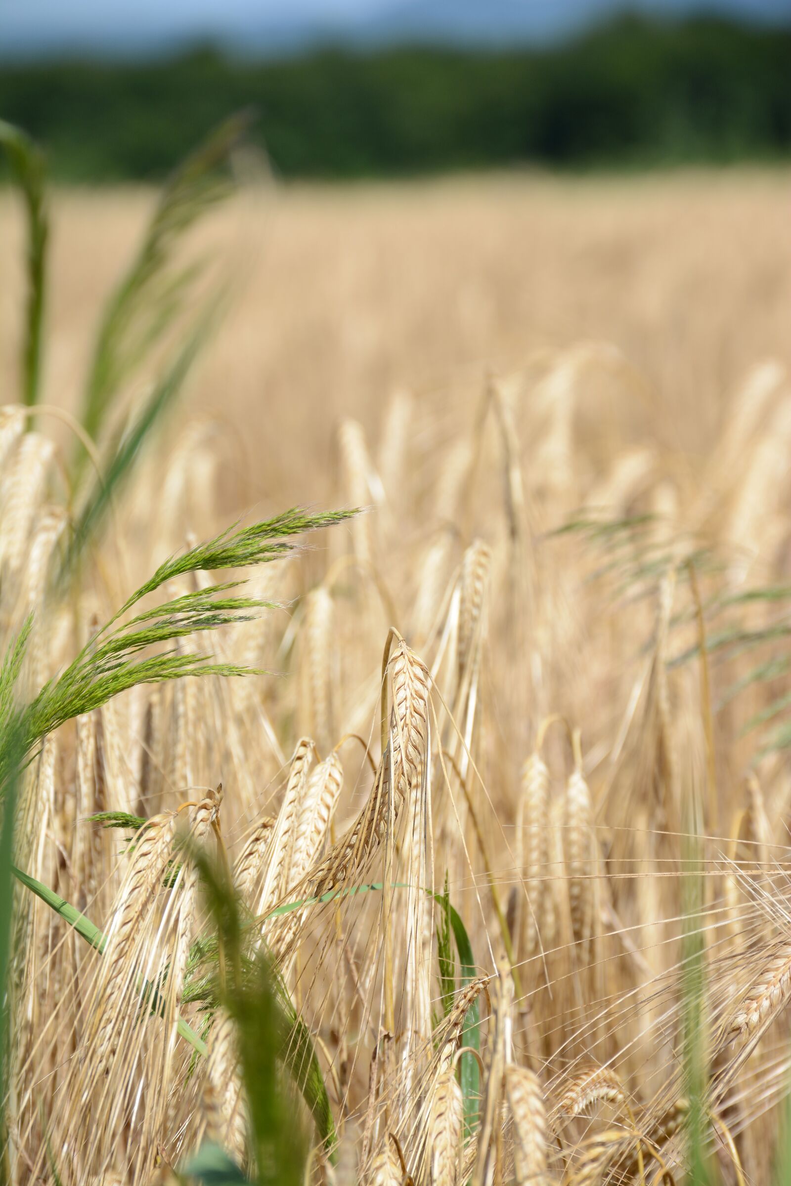 Nikon D7100 sample photo. Agriculture, food, organic photography