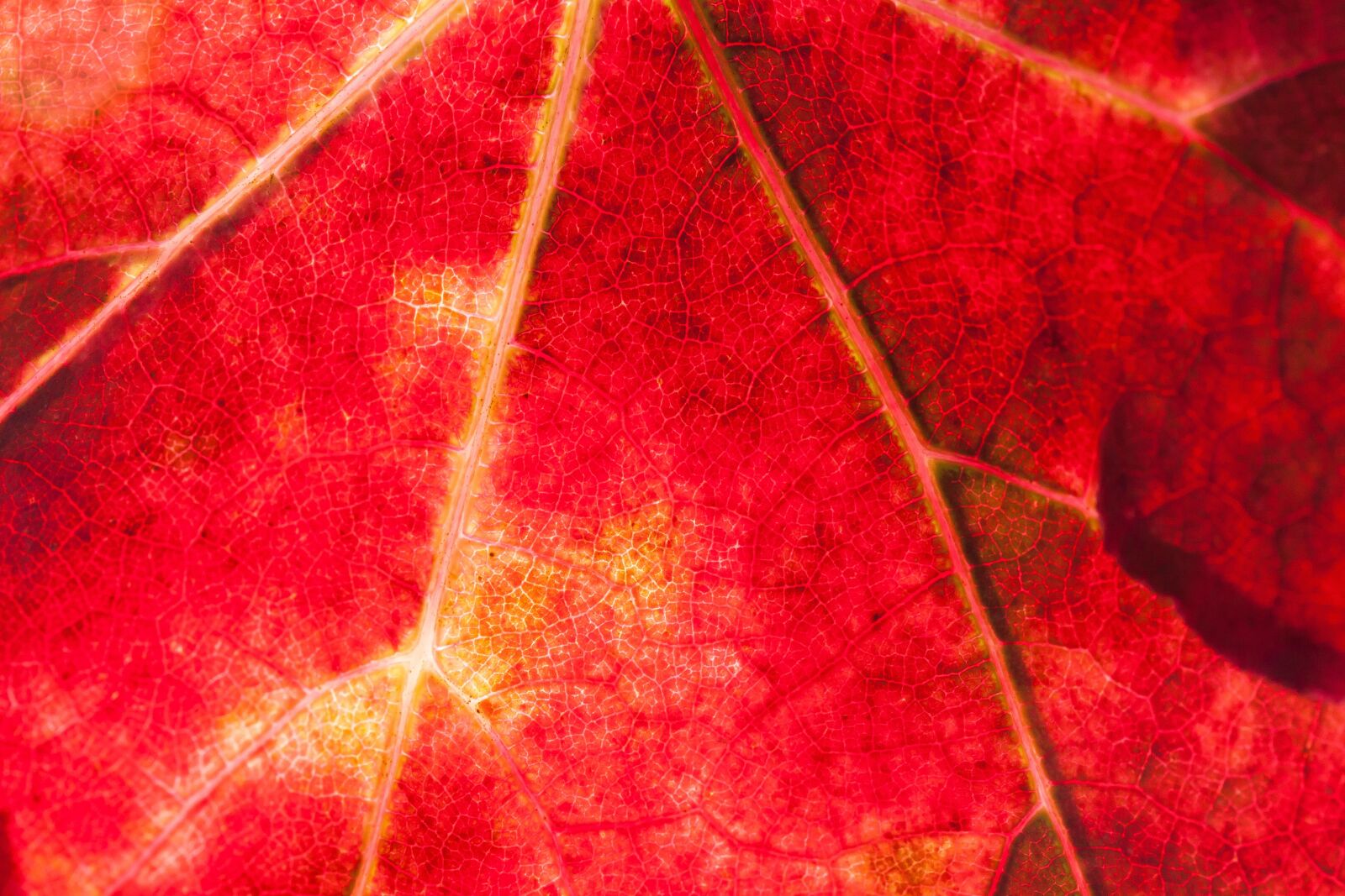 Canon EOS 50D sample photo. Wine, leaf, wine harvest photography