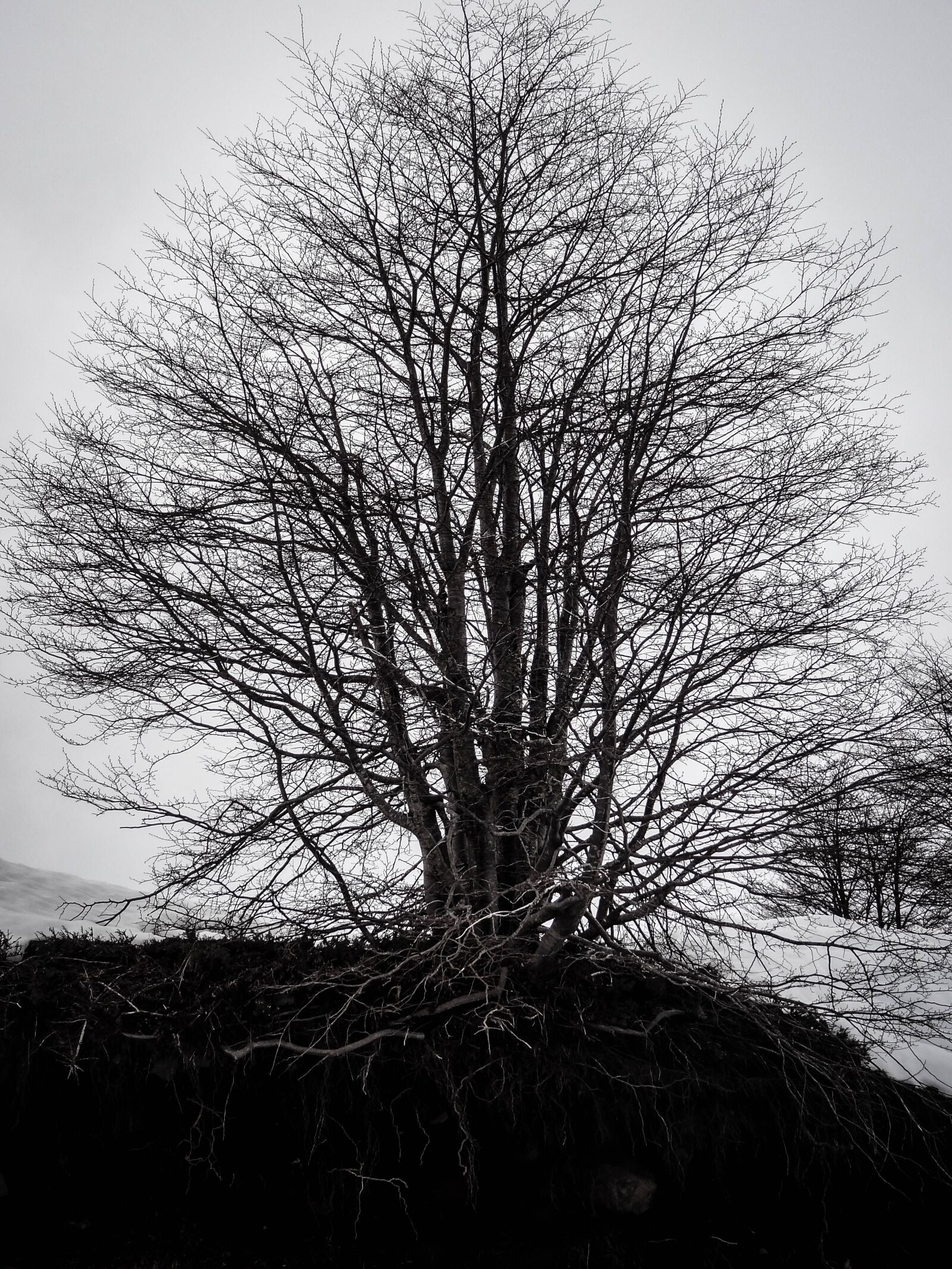Sony Cyber-shot DSC-HX9V sample photo. Tree, cloud, landscape photography