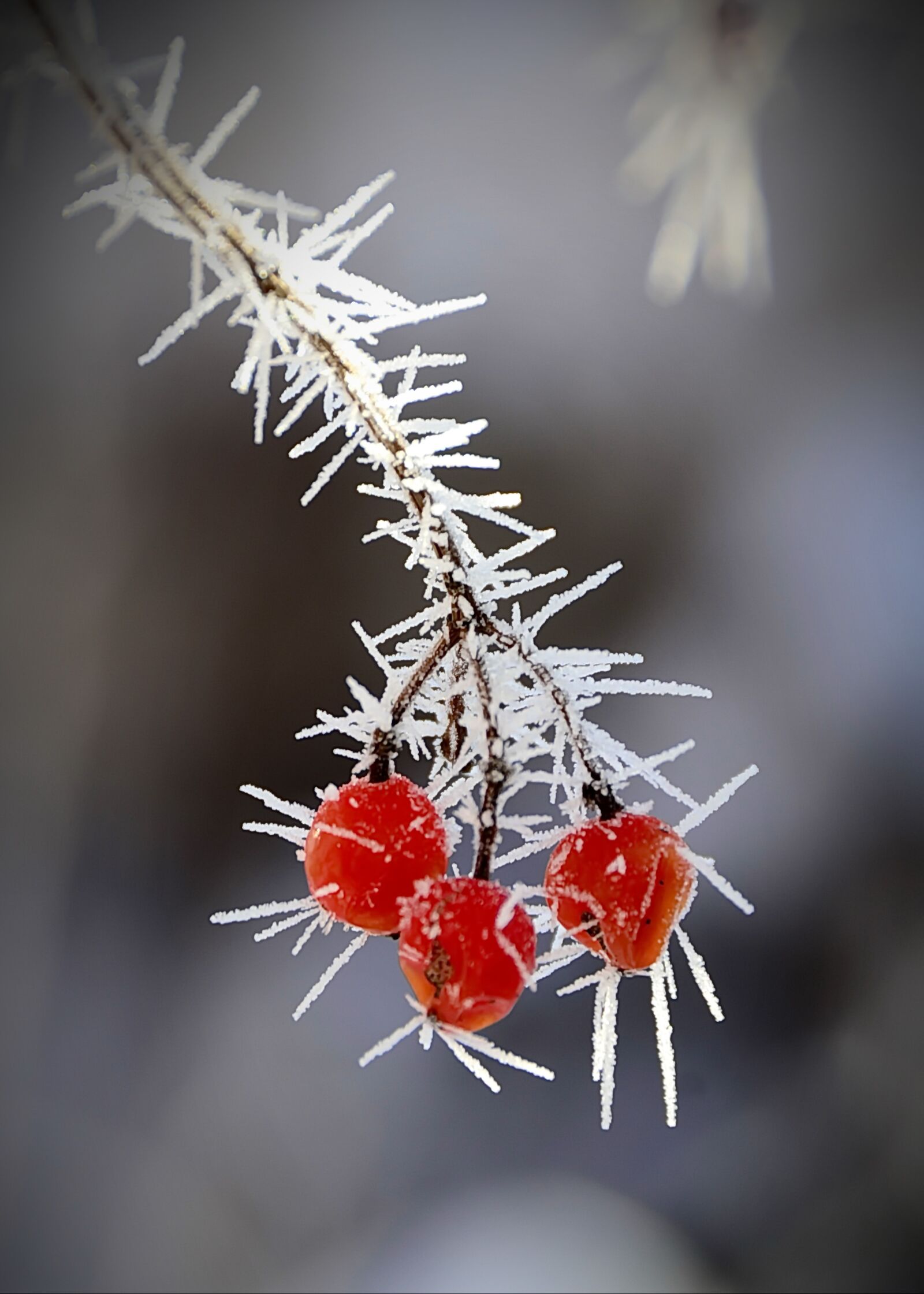 Nikon D3100 sample photo. Leann, viburnum, cold photography